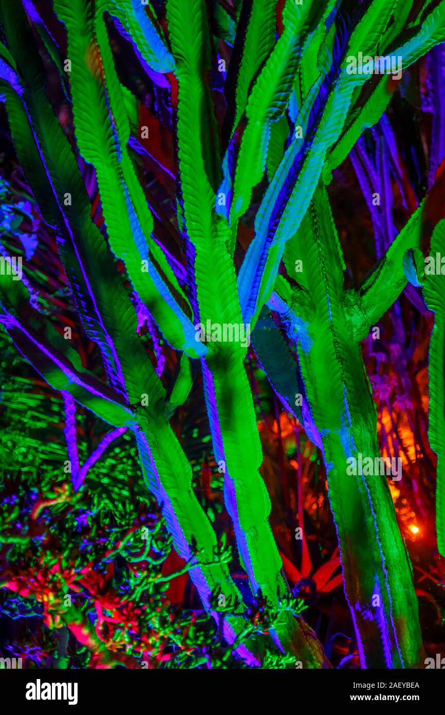 Cactus colorati in serra al Glow 2019, RHS Wisley vicino a Woking, Surrey, annuale appuntamento stagionale di illuminazioni nei giardini botanici Foto Stock
