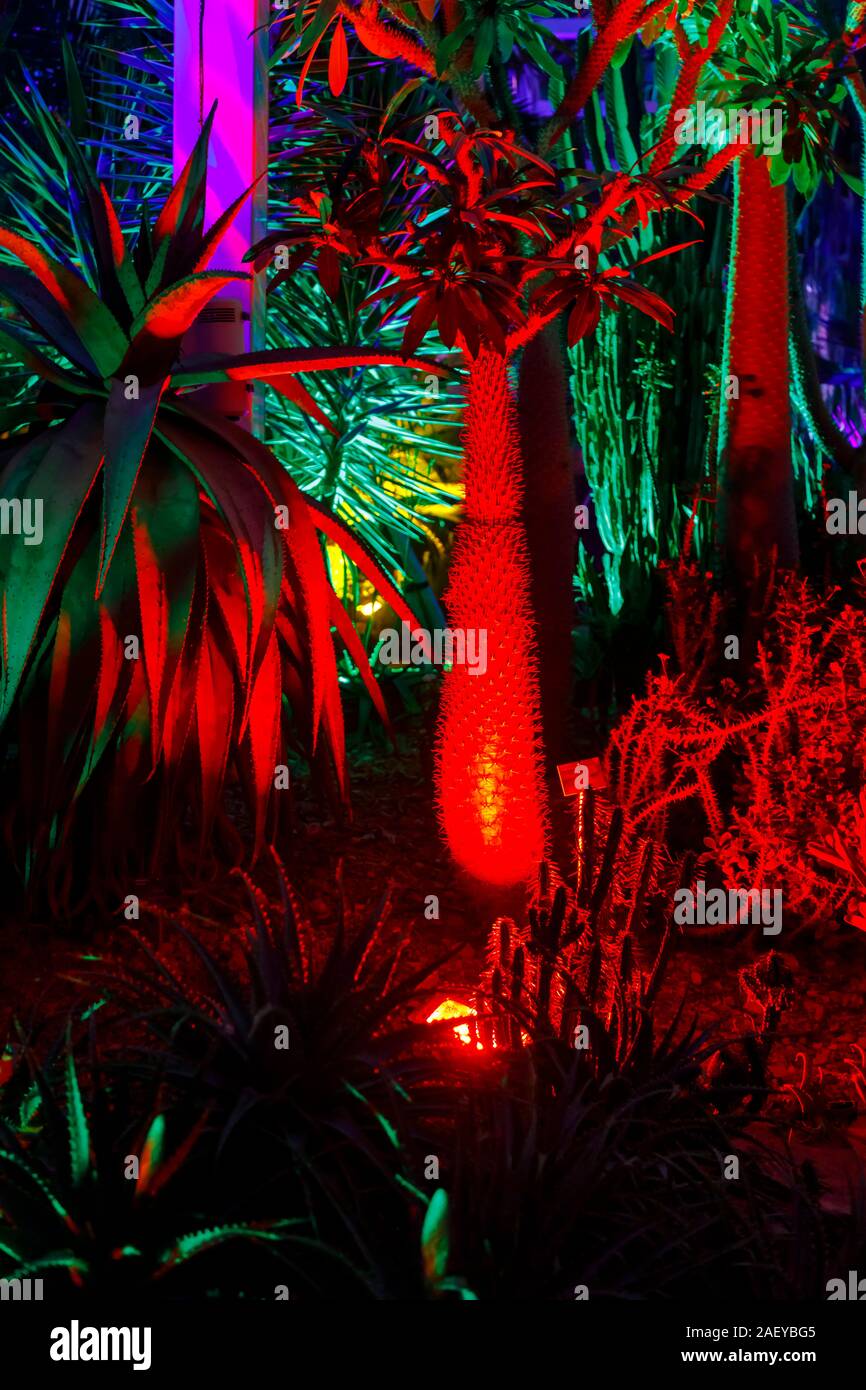 Cactus colorati in serra al Glow 2019, RHS Wisley vicino a Woking, Surrey, annuale appuntamento stagionale di illuminazioni nei giardini botanici Foto Stock