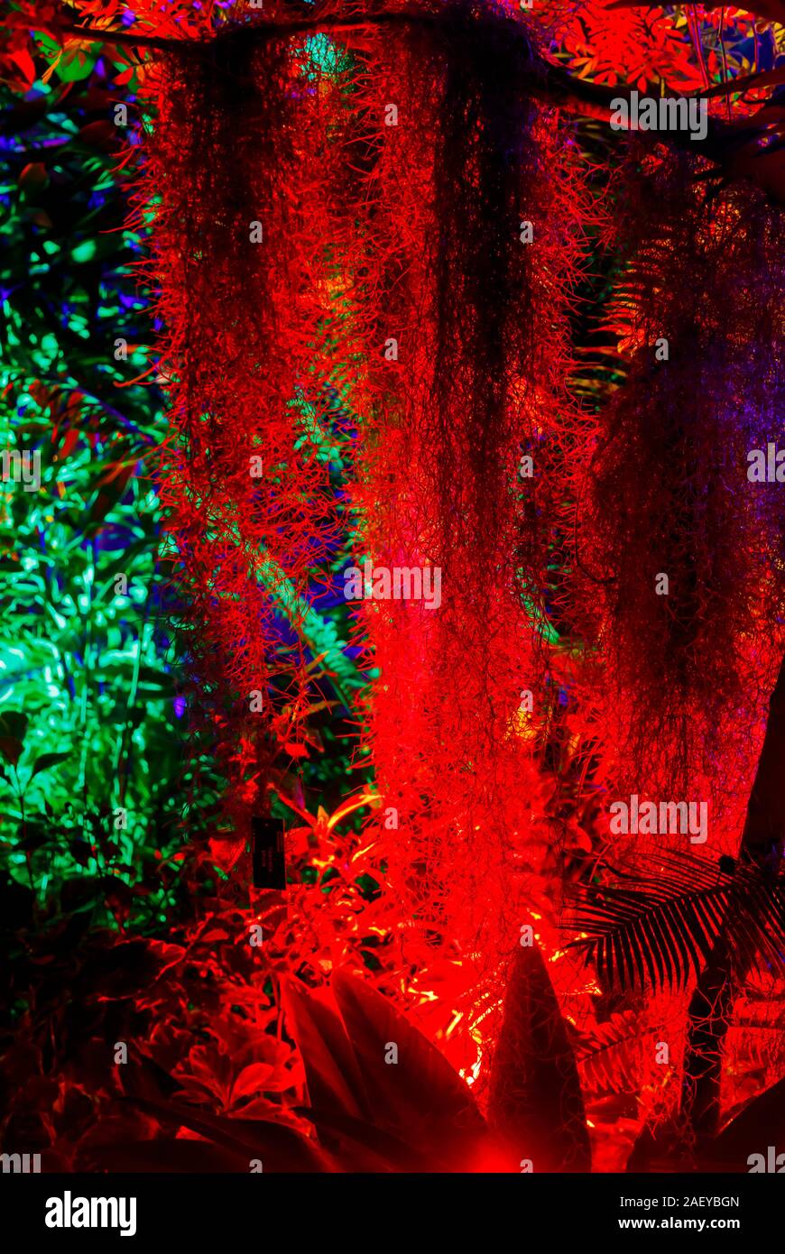 Piante tropicali in serra al Glow 2019 ad RHS Wisley, Woking, Surrey, annuale appuntamento stagionale di illuminazioni di notte nel giardino botanico Foto Stock