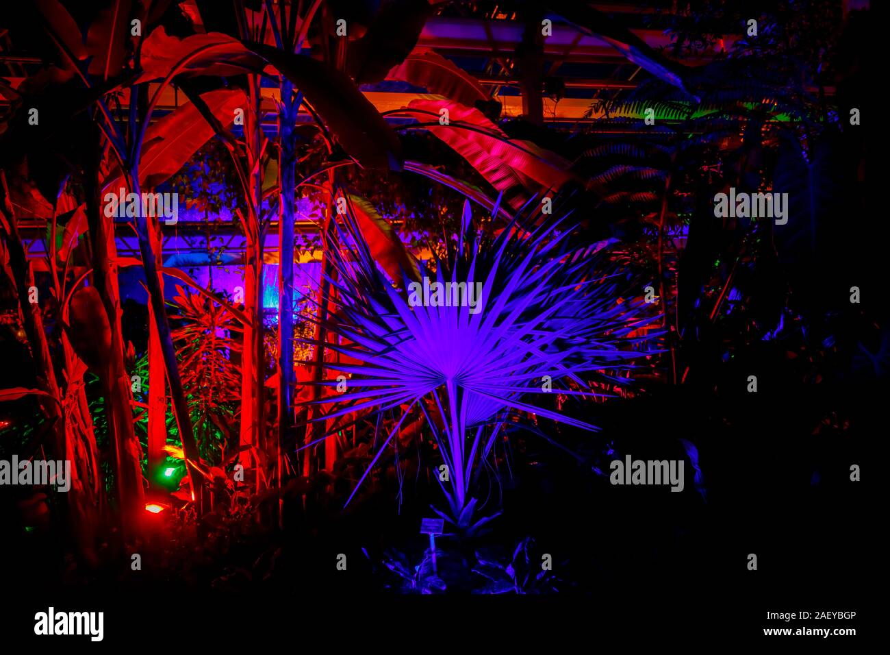 Piante tropicali in serra al Glow 2019, RHS Wisley, Woking, Surrey, annuale appuntamento stagionale di illuminazioni nei giardini botanici Foto Stock