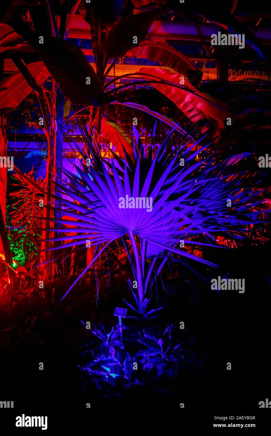 Piante tropicali in serra al Glow 2019, RHS Wisley, Woking, Surrey, annuale appuntamento stagionale di illuminazioni nei giardini botanici Foto Stock