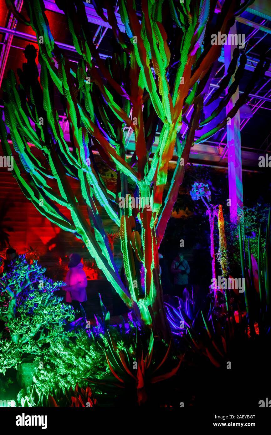 Cactus colorati in serra al Glow 2019, RHS Wisley vicino a Woking, Surrey, annuale appuntamento stagionale di illuminazioni nei giardini botanici Foto Stock
