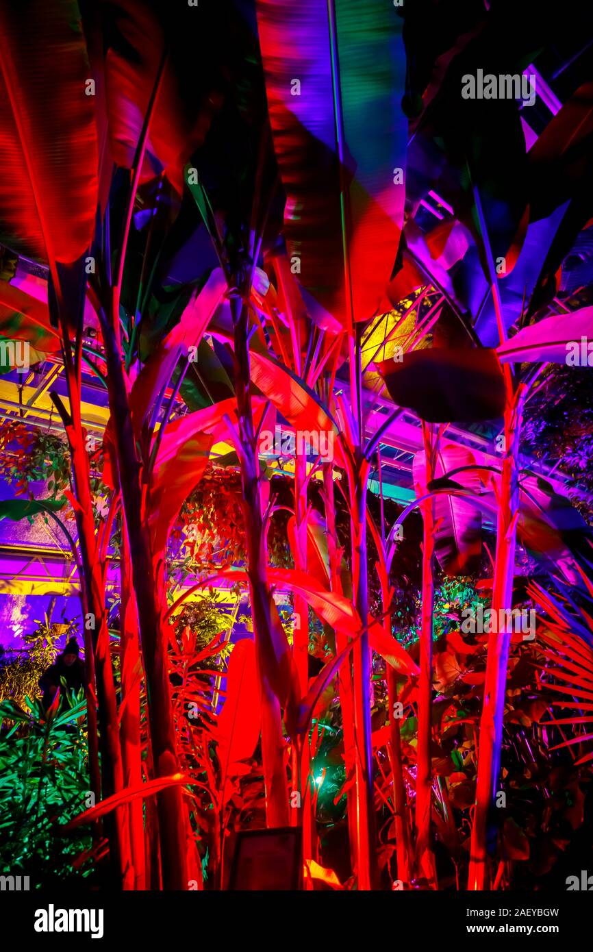 Piante tropicali in serra al Glow 2019, RHS Wisley, Woking, Surrey, annuale appuntamento stagionale di illuminazioni nei giardini botanici Foto Stock
