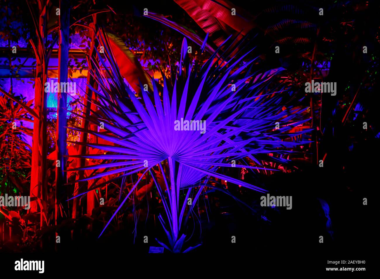 Piante tropicali in serra al Glow 2019, RHS Wisley, Woking, Surrey, annuale appuntamento stagionale di illuminazioni nei giardini botanici Foto Stock