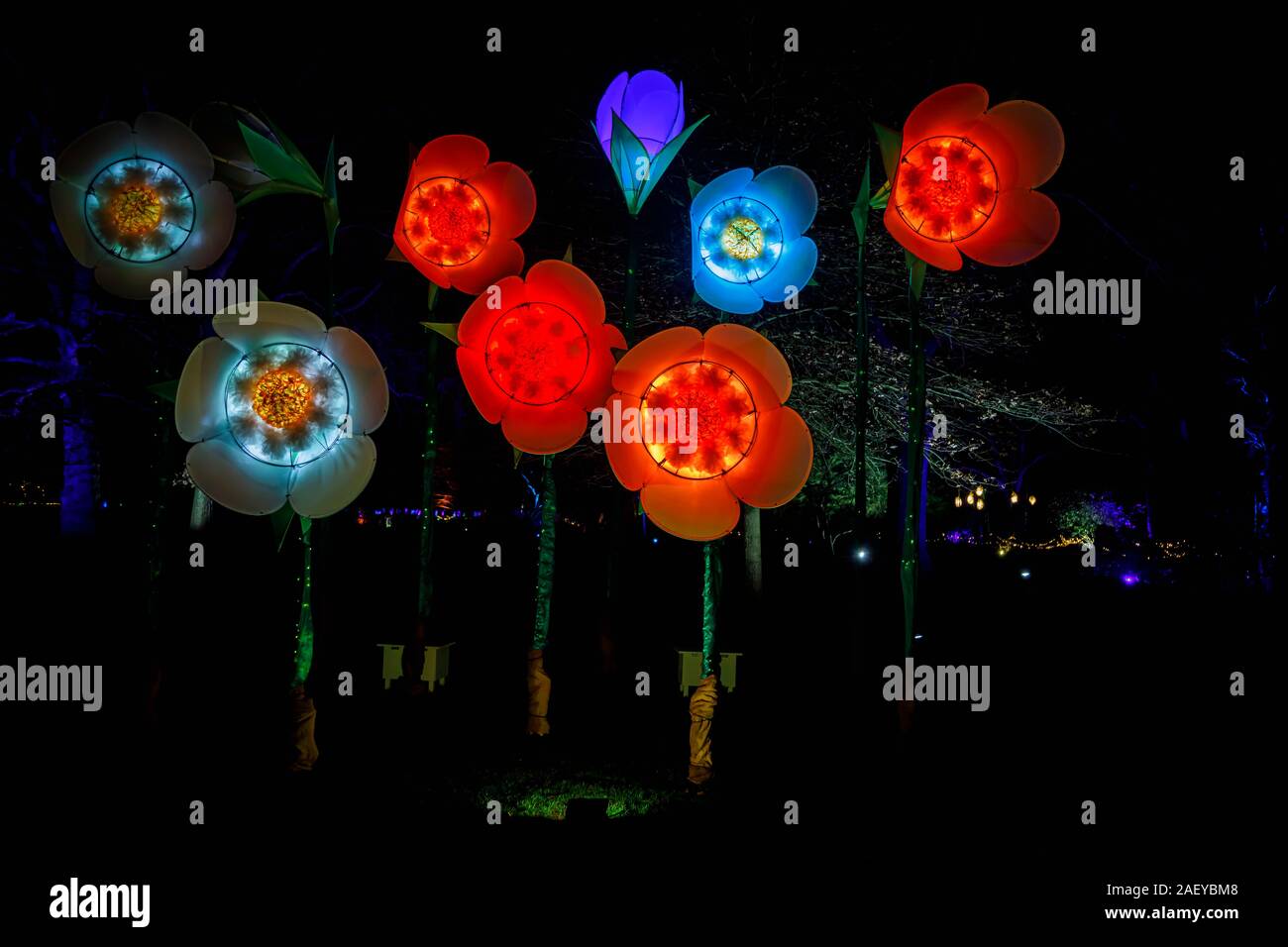 Grandi fiori illuminato al Glow 2019 ad RHS Wisley, Woking, Surrey, annuale appuntamento stagionale di illuminazioni di notte nei giardini botanici Foto Stock