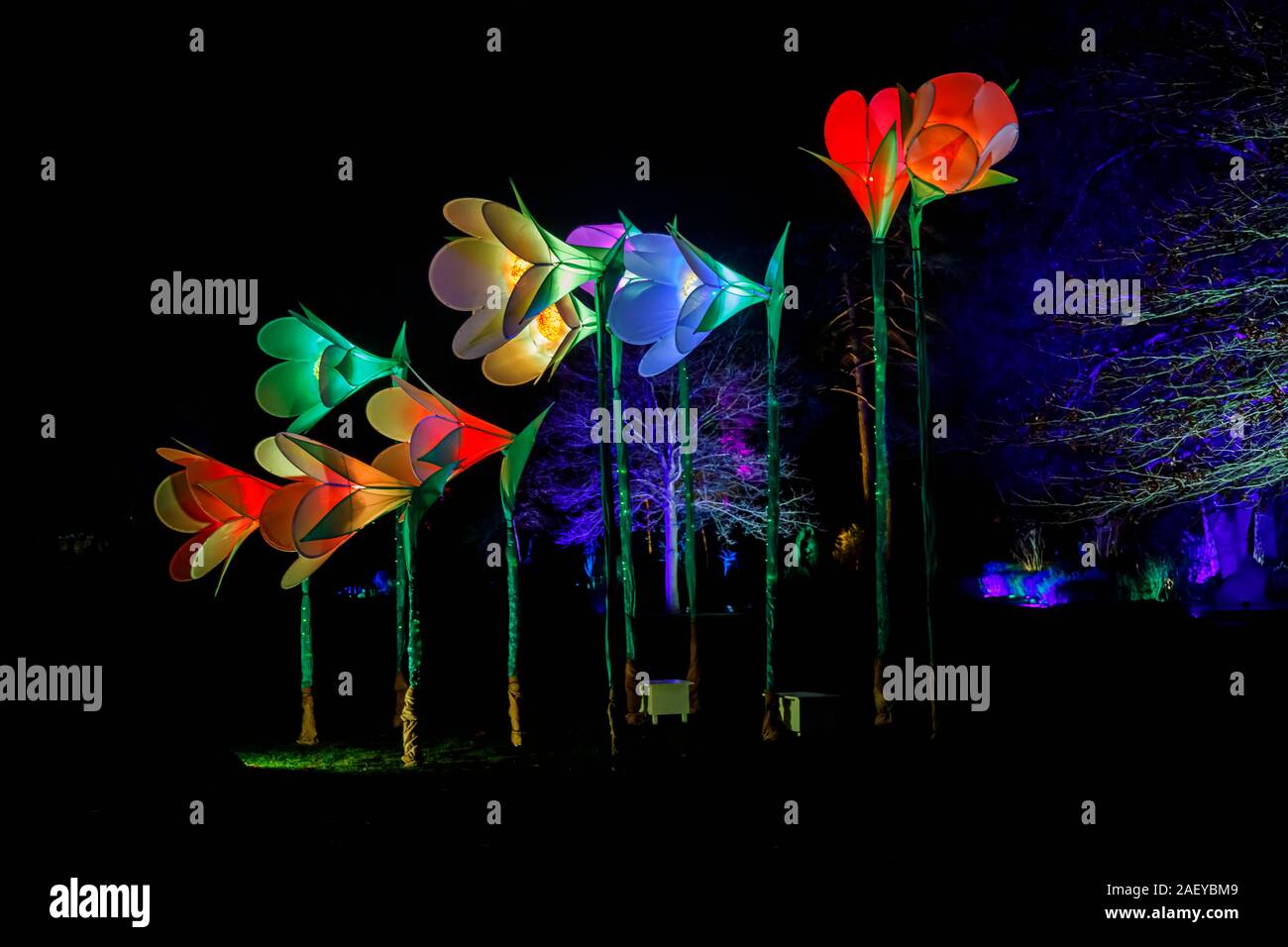 Grandi fiori illuminato al Glow 2019 ad RHS Wisley, Woking, Surrey, annuale appuntamento stagionale di illuminazioni di notte nei giardini botanici Foto Stock