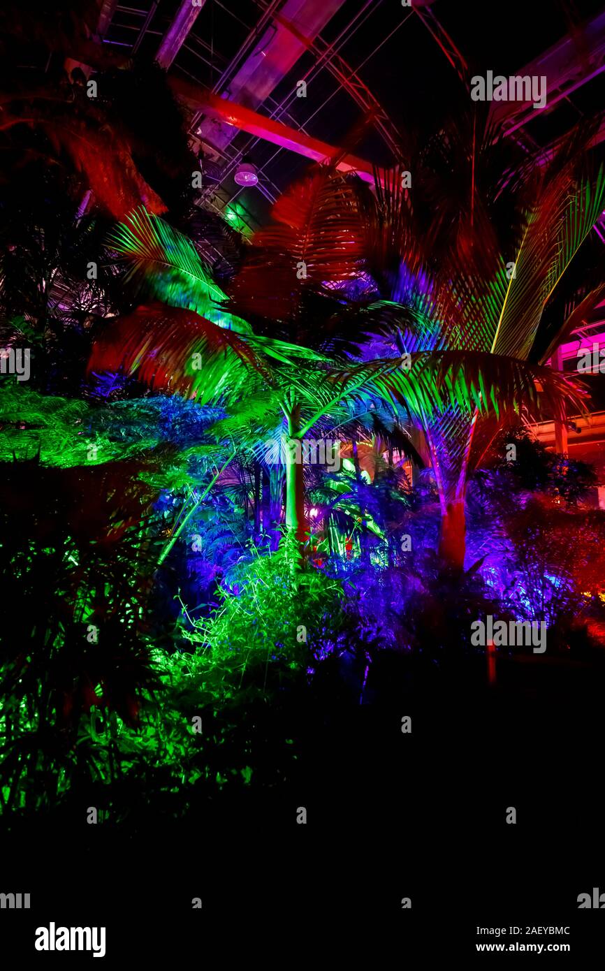 Piante tropicali in serra al Glow 2019, RHS Wisley, Woking, Surrey, annuale appuntamento stagionale di illuminazioni nei giardini botanici Foto Stock