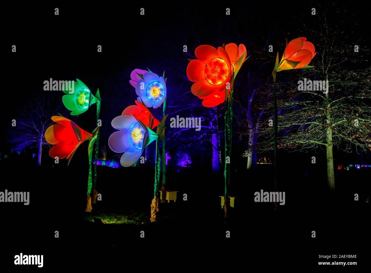 Grandi fiori illuminato al Glow 2019 ad RHS Wisley, Woking, Surrey, annuale appuntamento stagionale di illuminazioni di notte nei giardini botanici Foto Stock