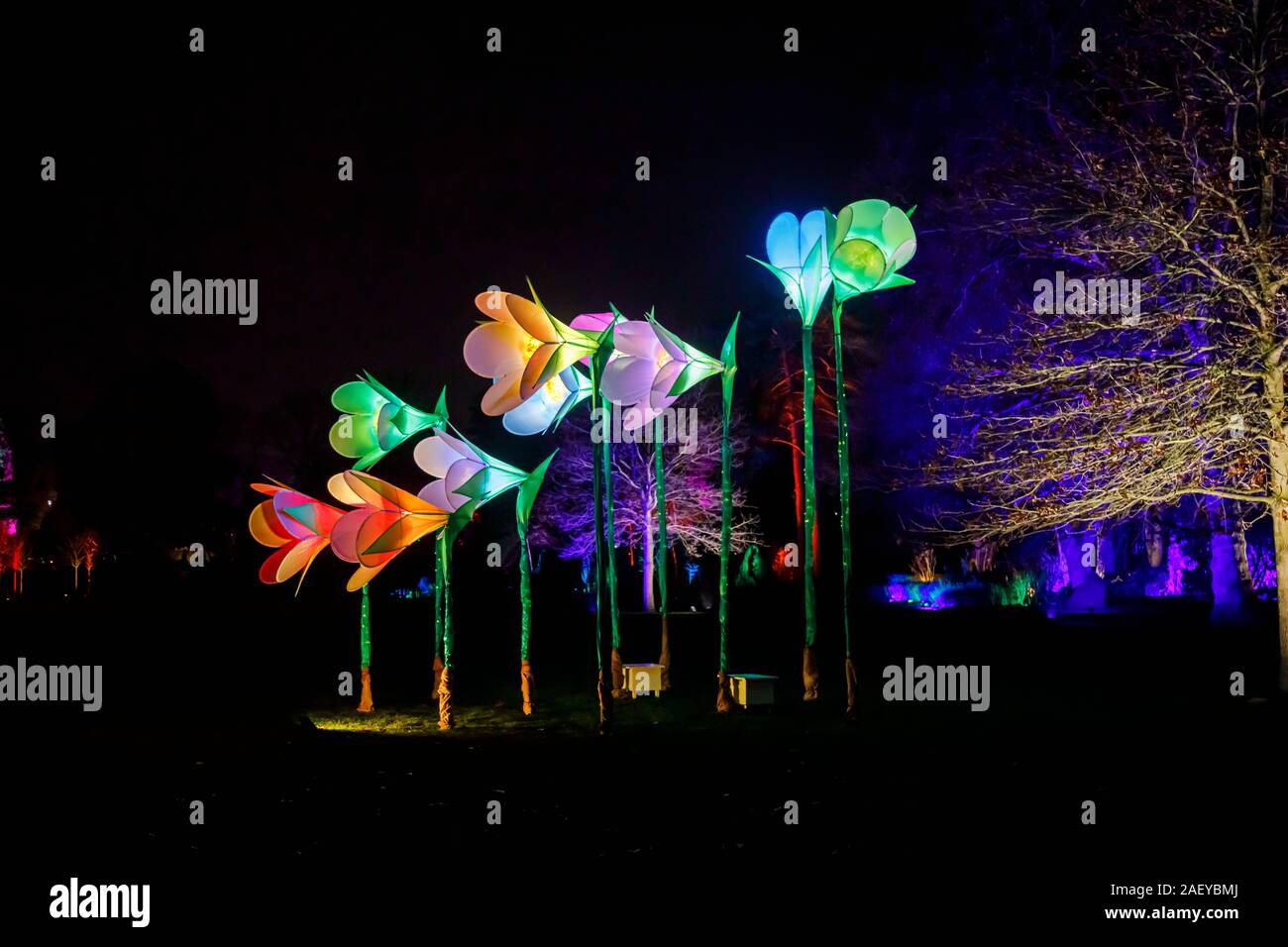 Grandi fiori illuminato al Glow 2019 ad RHS Wisley, Woking, Surrey, annuale appuntamento stagionale di illuminazioni di notte nei giardini botanici Foto Stock