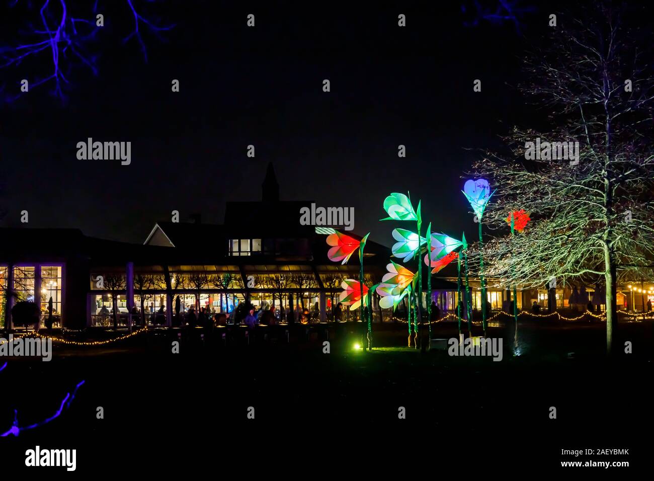 Grandi fiori illuminato al Glow 2019 ad RHS Wisley, Woking, Surrey, annuale appuntamento stagionale di illuminazioni di notte nei giardini botanici Foto Stock