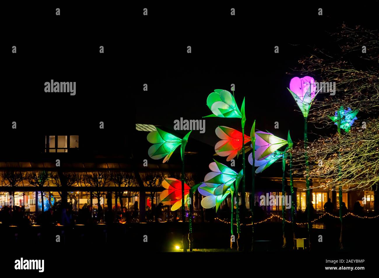 Grandi fiori illuminato al Glow 2019 ad RHS Wisley, Woking, Surrey, annuale appuntamento stagionale di illuminazioni di notte nei giardini botanici Foto Stock
