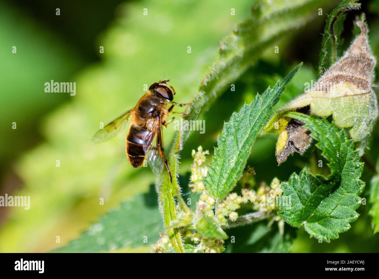 Un esempio di una delle specie Eristalis di hoverfly trovata nel Regno Unito in appoggio su un Ortica foglie. Noto come mimica di miele api Foto Stock
