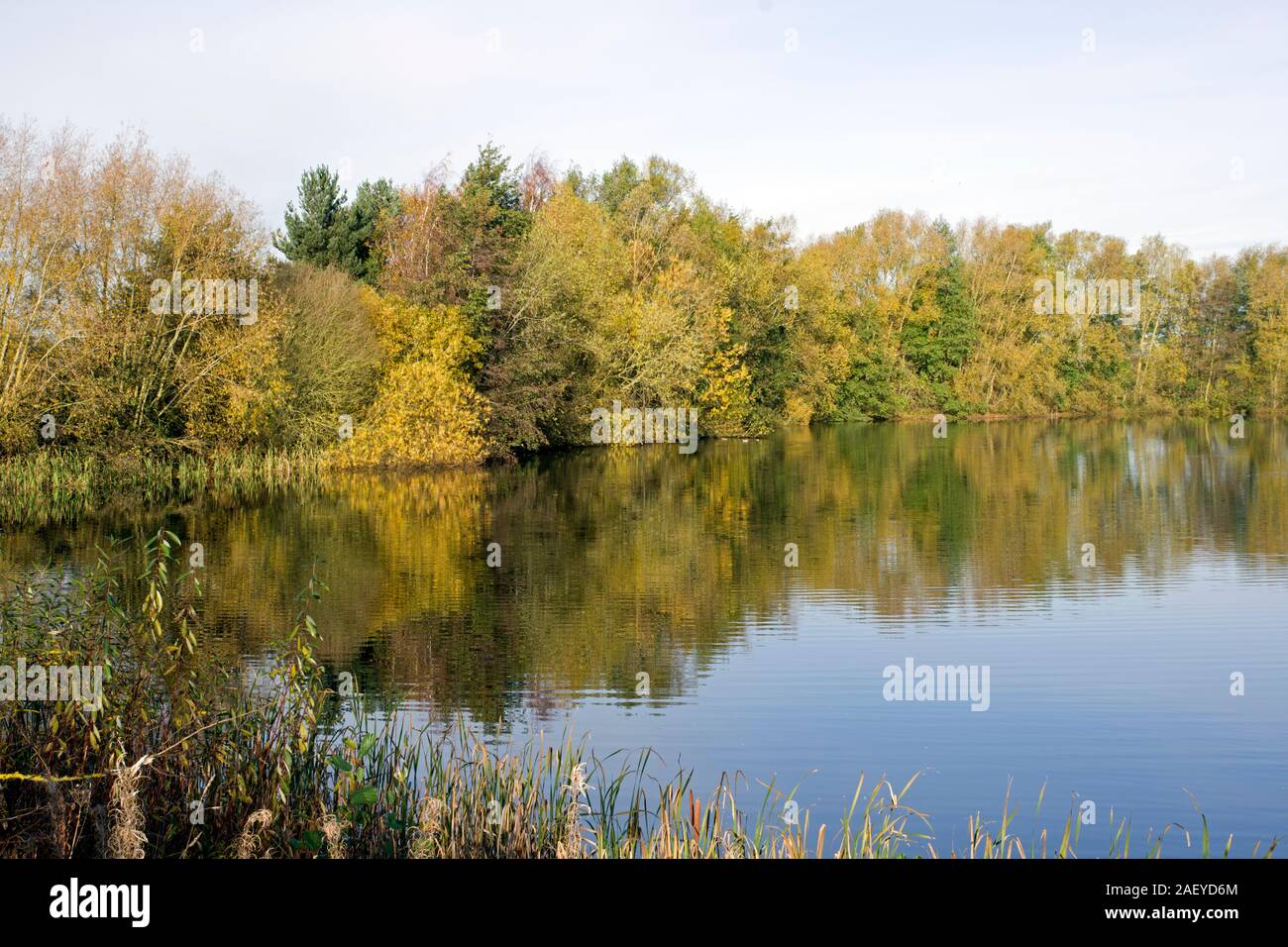 Grotta del nord le zone umide in autunno la carpa Lago Foto Stock