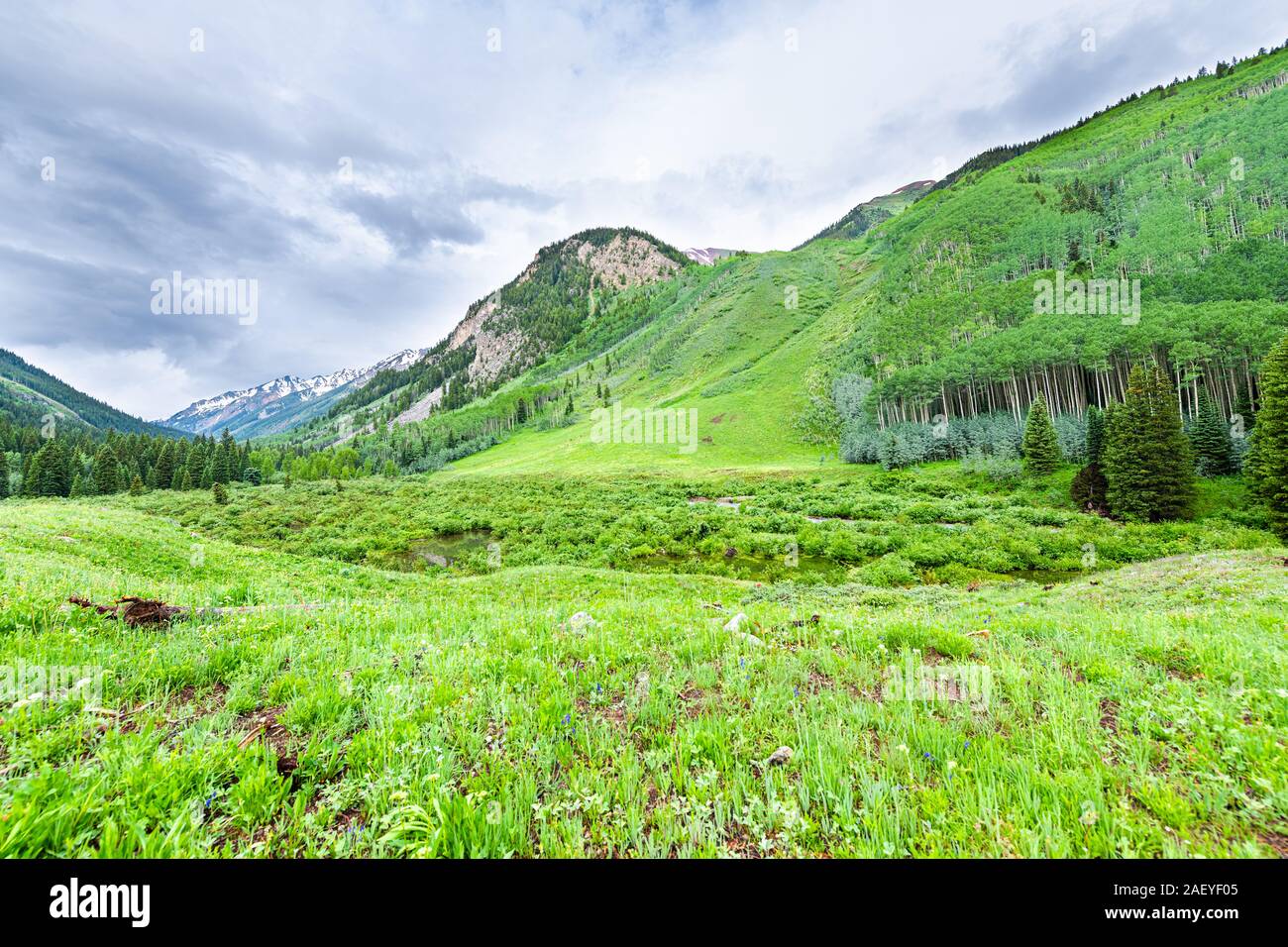 Ampio angolo di visione di lussureggiante verde prato su enigma Creek Trail in Aspen Colorado nel 2019 estate con nuvoloso cielo tempestoso Foto Stock