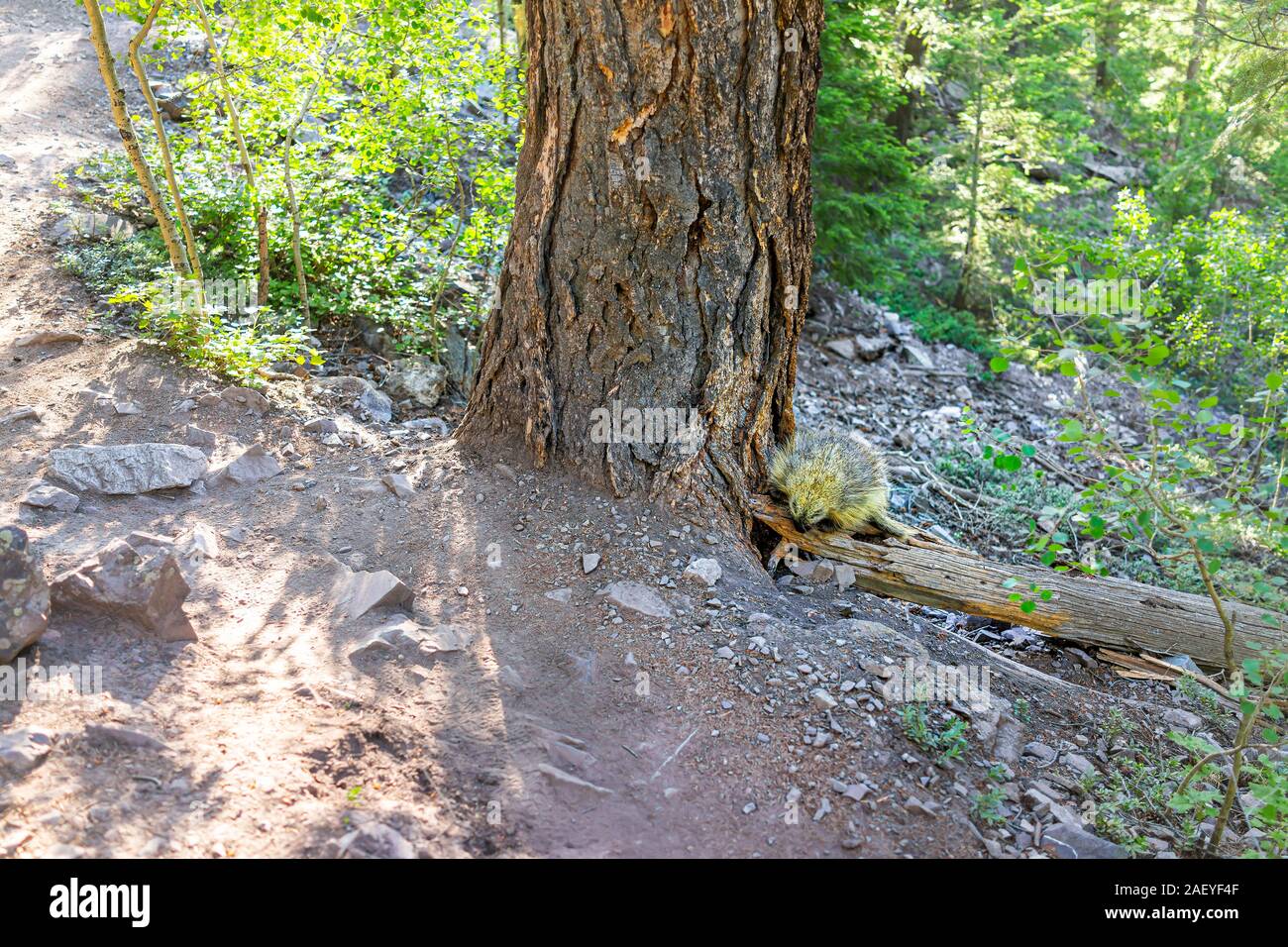 Maroon Bells Crater Lake Trail sentiero in Aspen Colorado foresta e un porcospino fauna animale selvatico Foto Stock