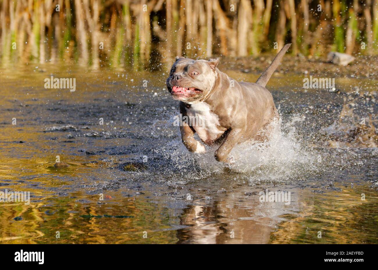 Razza mista bully in esecuzione attraverso l'acqua Foto Stock