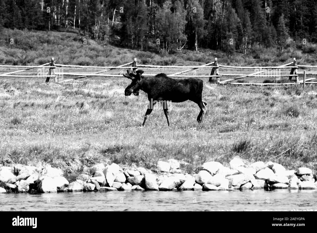 Moose camminando accanto al fiume Colorado in bianco e nero Foto Stock