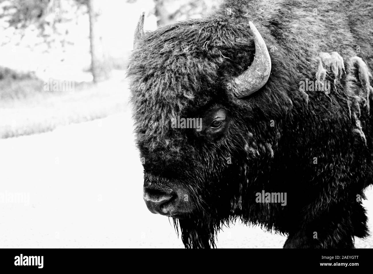 Il bisonte americano di Yellowstone in bianco e nero Foto Stock