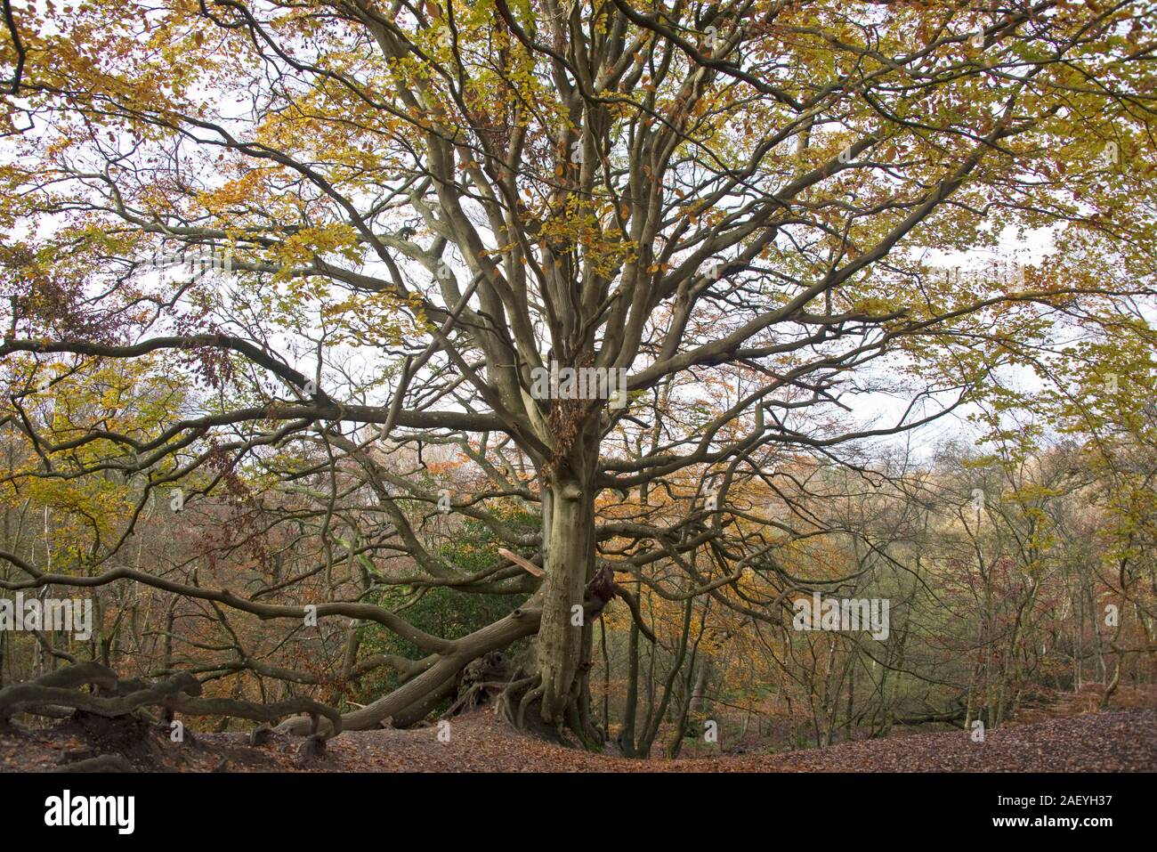 Grande vecchio faggio (Fagus sylvatica) con colori autunnali e alcuni grandi rami spezzati, tra foglie cadute su heathand, Berkshire, Novembre Foto Stock