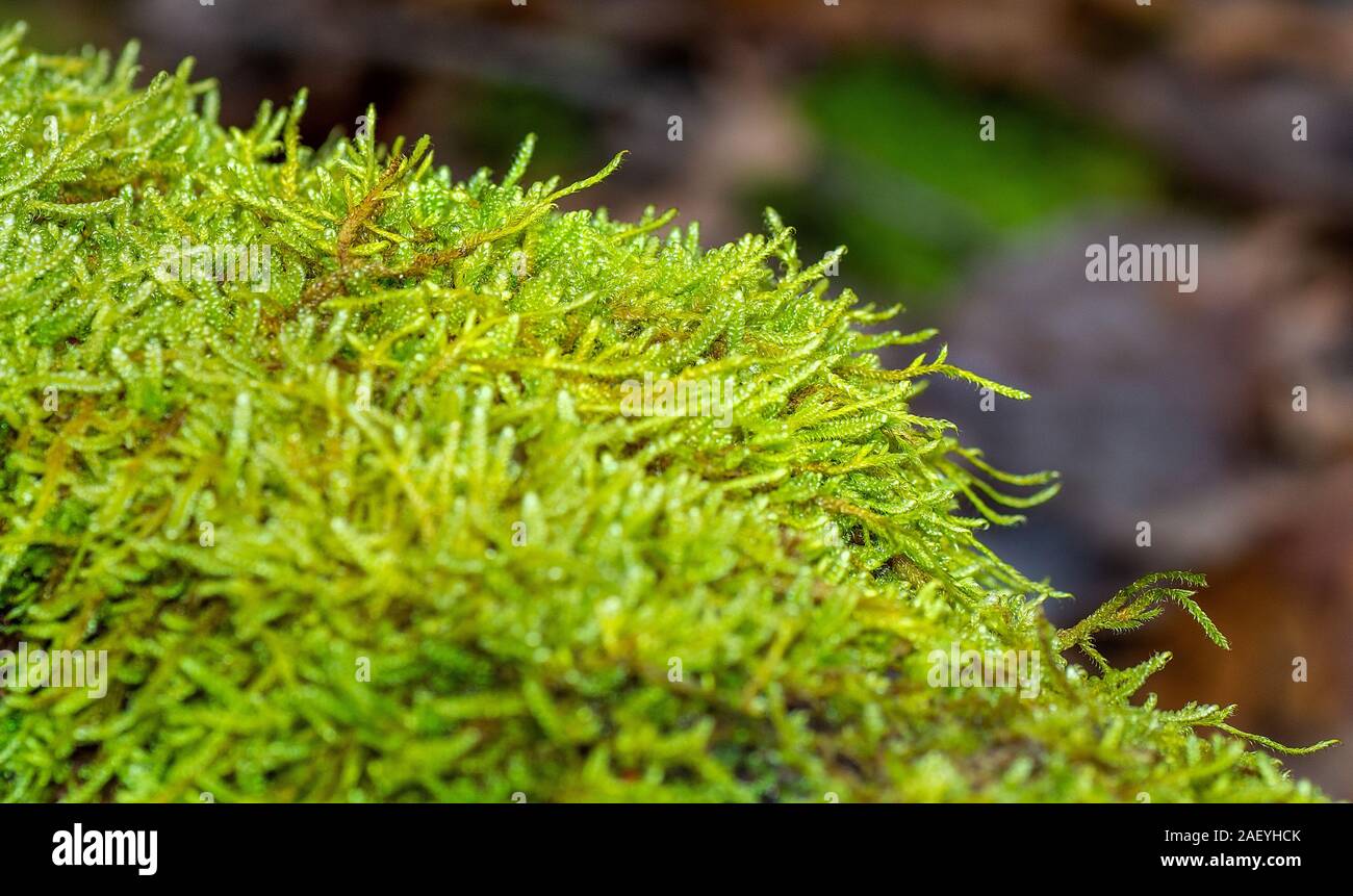 Una chiusura di muschio che cresce su un ramo di decadimento nel bosco Foto Stock