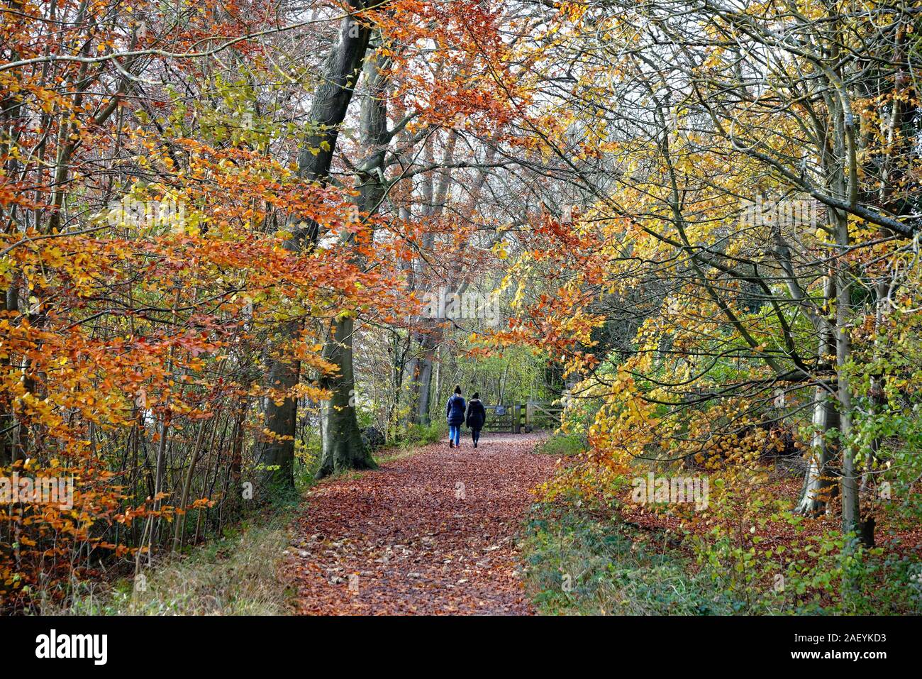 Due Donna che cammina su un sentiero in un paesaggio autunnale sul comune Ranmore Surrey Hills Dorking England Regno Unito Foto Stock