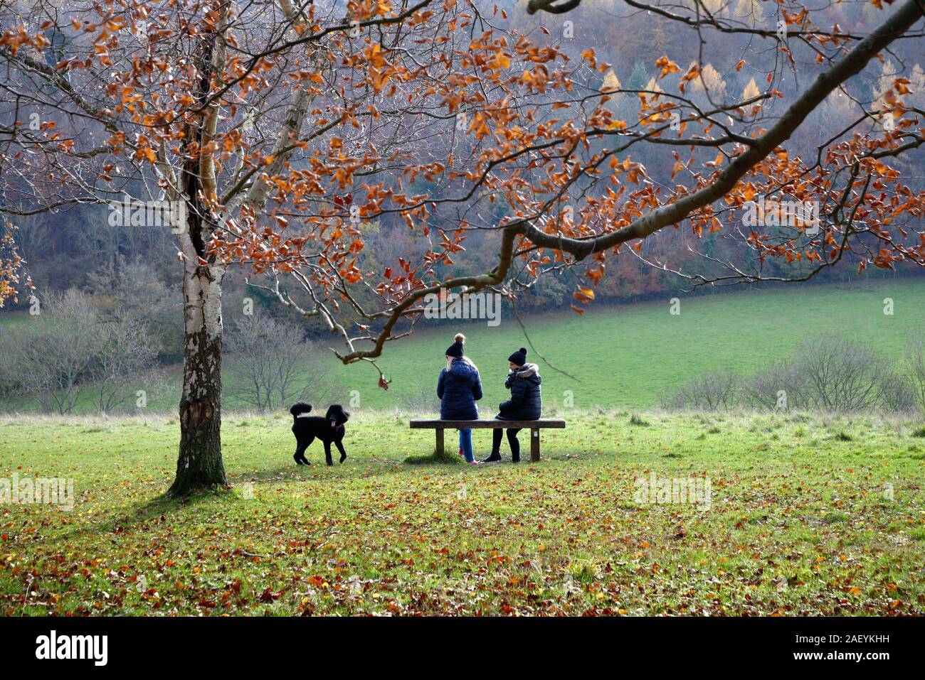 Due donne di mezza età seduta sul sedile con il cane cercando di fronte a un paesaggio invernale nel Surrey Hills in comune Ranmore vicino a Dorking England Regno Unito Foto Stock