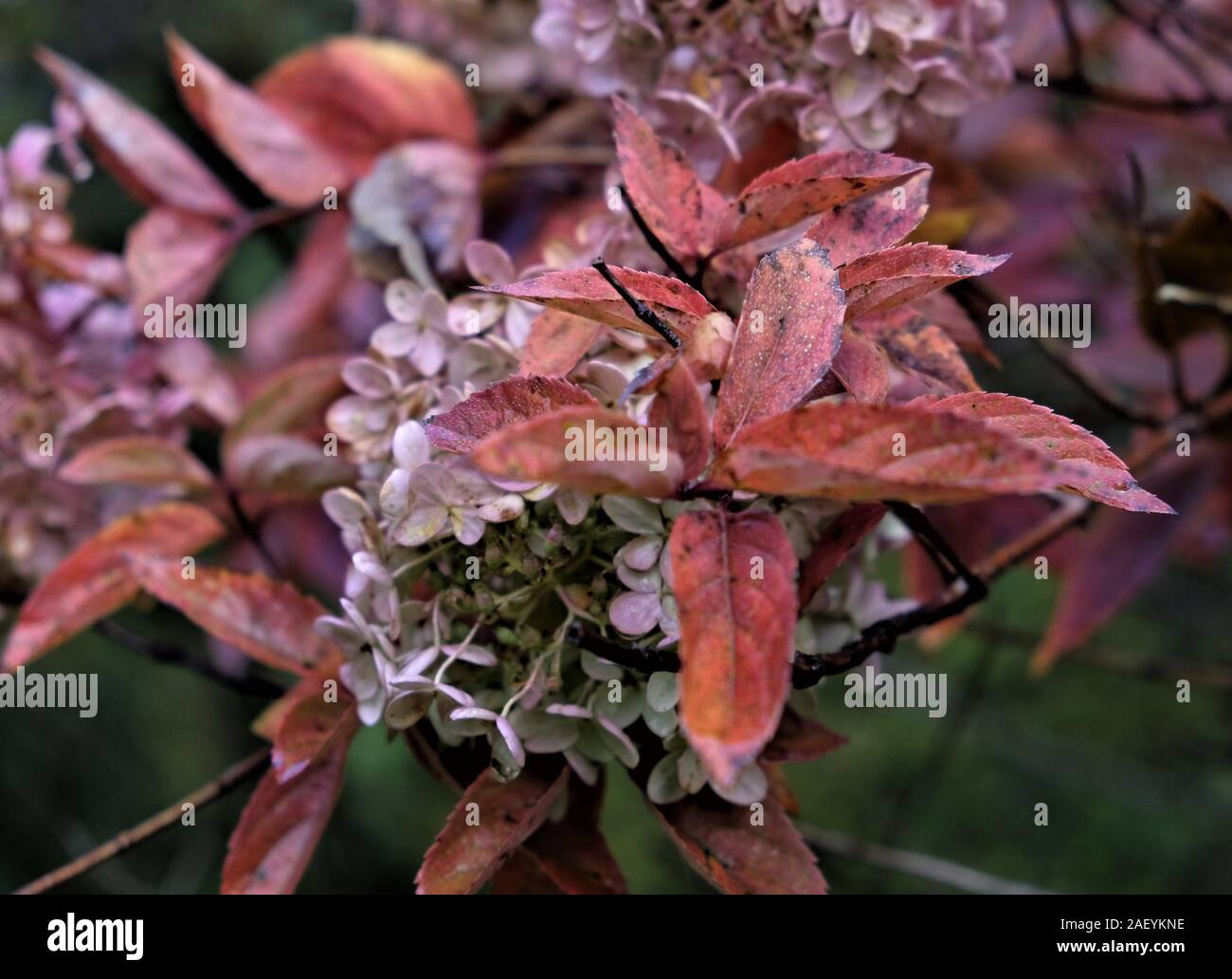 Calo annuo fiori Foto Stock
