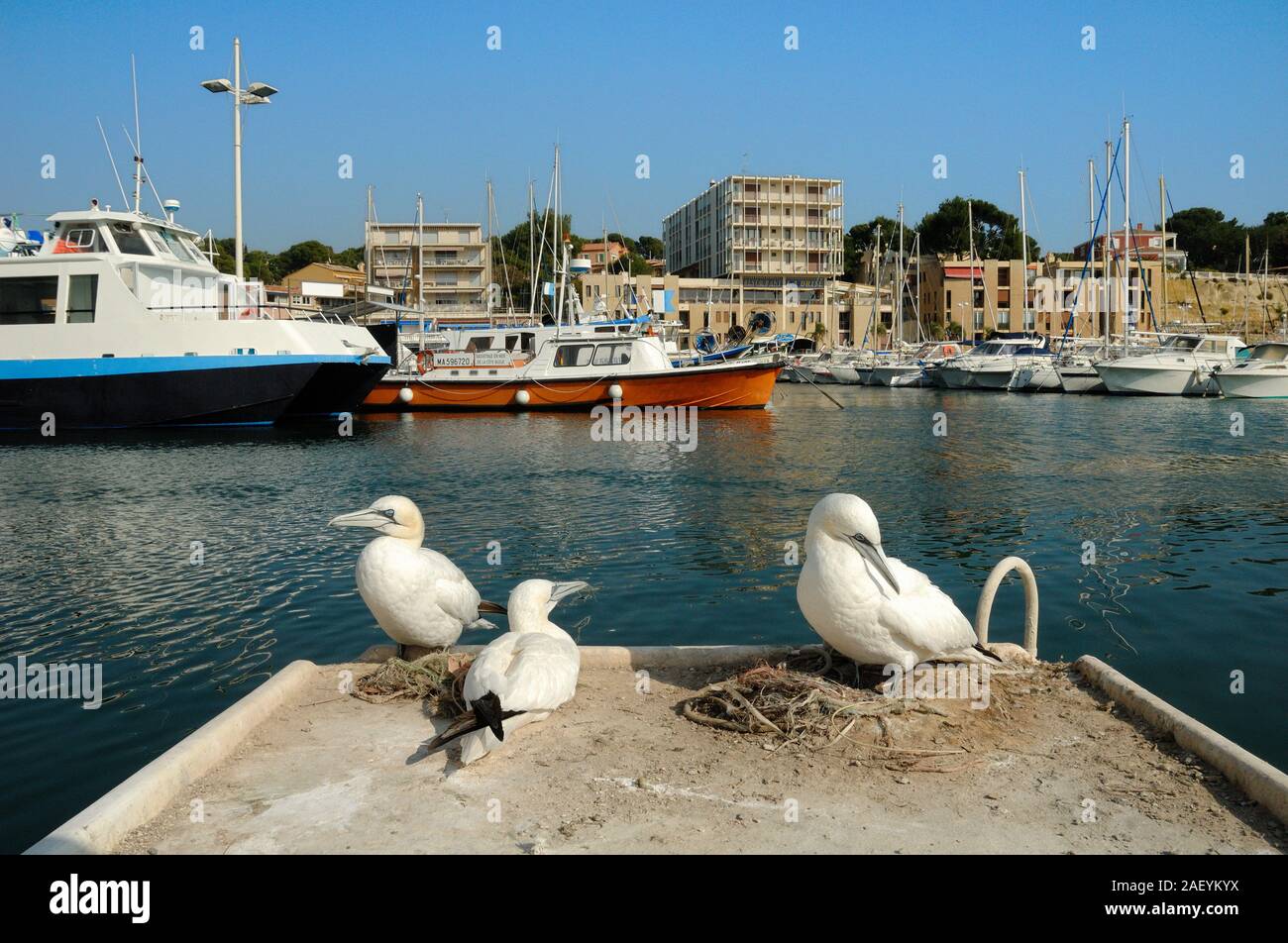 Piccola colonia di allevamento o di una famiglia di sule o Northern Sule, Morus bassanus, nel Mediterraneo Porto di Carry-le-Rouet Provence Francia Foto Stock