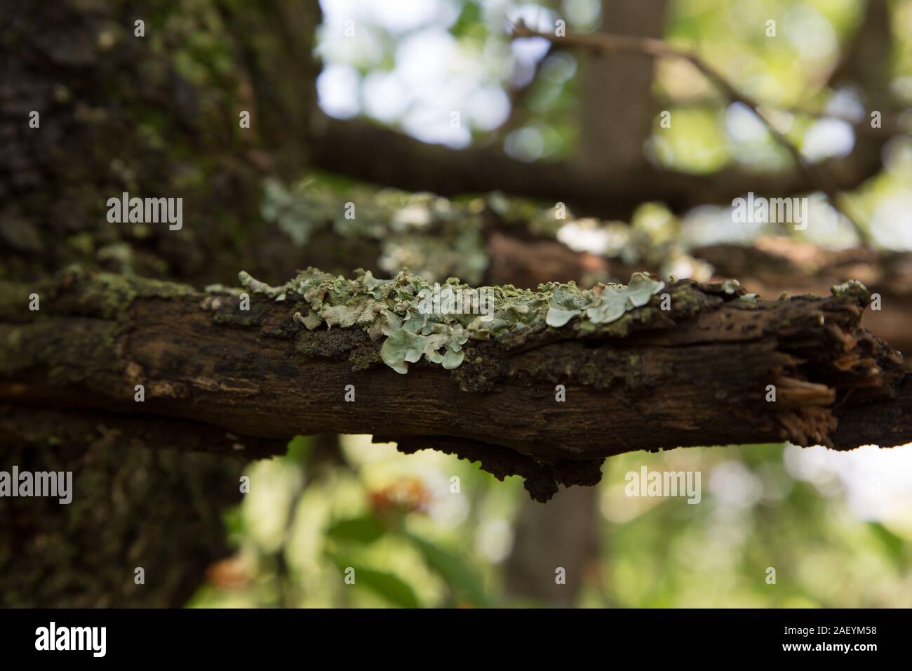 Licheni crescono su Acacia Thorn Tree Foto Stock