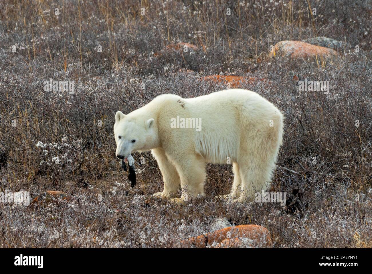 Orso polare (nome scientifico: Ursus maritimus) mangiare un'oca da neve nell'estremo nord canadese. Churchill, Manitoba. Foto Stock