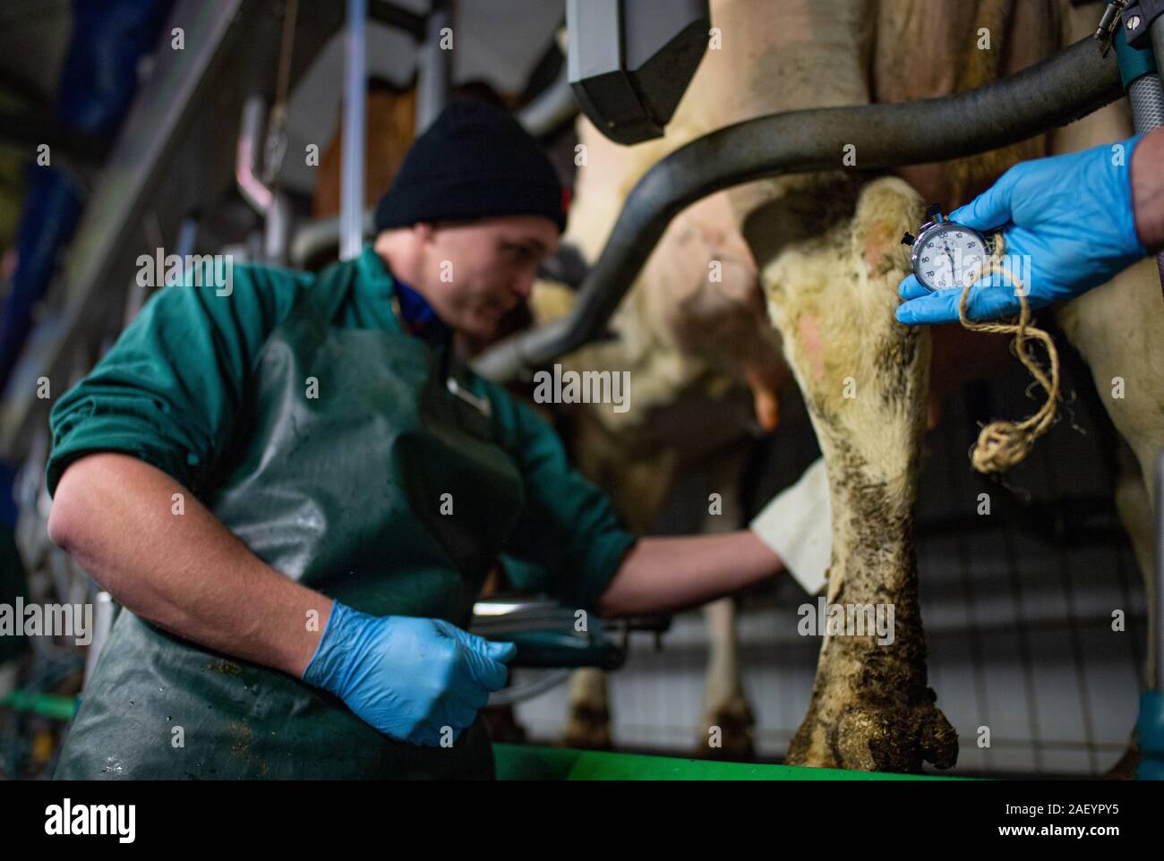 09 dicembre 2019, Renania settentrionale-Vestfalia, Bad Sassendorf: mentre il partecipante Thiesen romano segna la mucca con la sua mano nell'esame rotondo, un membro del comitato di esame detiene un cronometro in mano e misura il tempo. 18 i giovani agricoltori dal Land Renania settentrionale-Vestfalia sarà in competizione per il titolo da 9 a 11 Dicembre nell'Haus Düsse sperimentale e centro di formazione della Renania settentrionale-Vestfalia Camera dell' agricoltura. In aggiunta alla quantità di latte e i tempi di mungitura, il lavoro di mungitura, i partecipanti di destrezza e la manipolazione delle mucche vengono valutate anche. I tre migliori Foto Stock