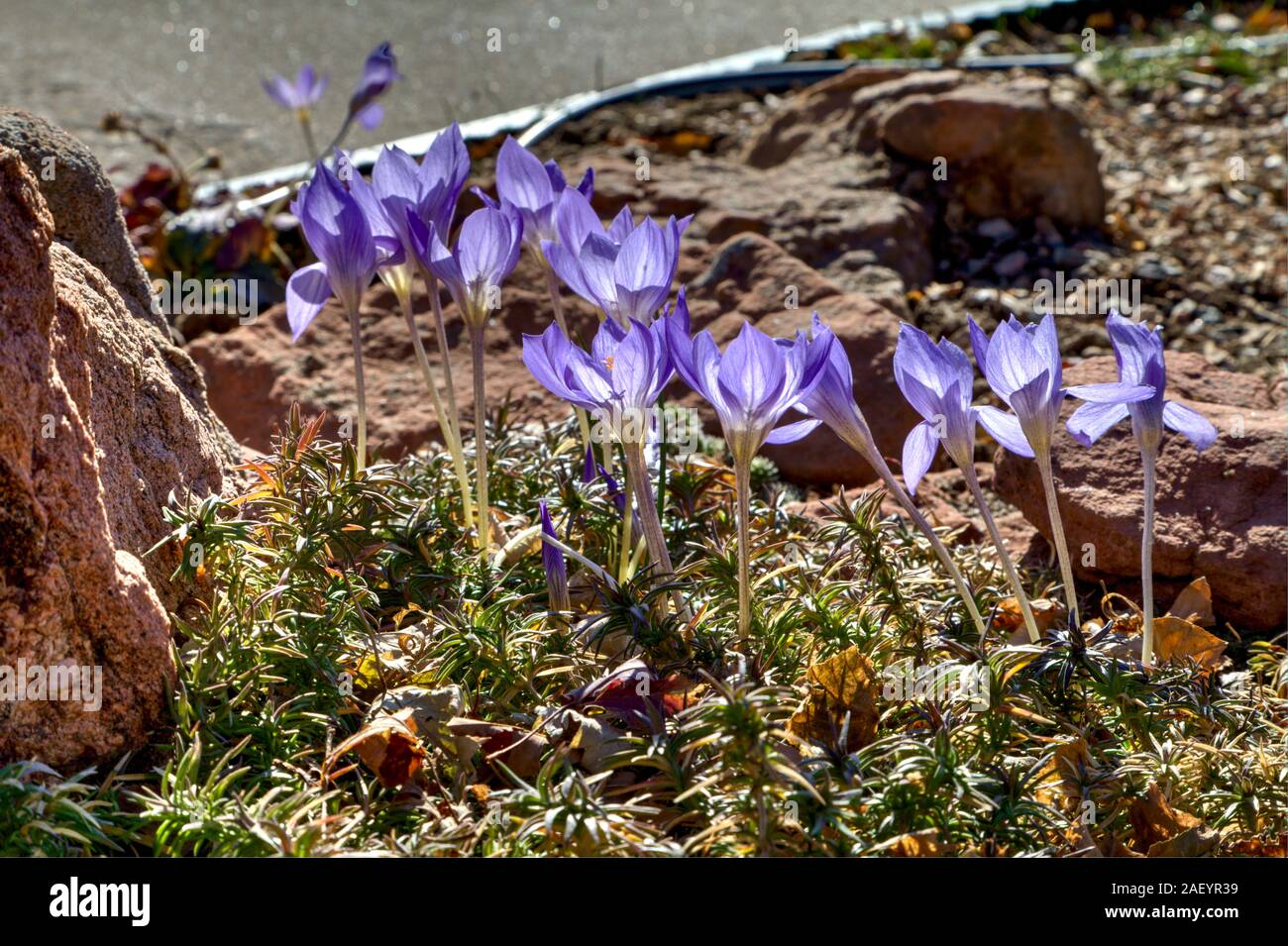 Bieberstein caduta della fioritura Crocus sono in piena fioritura sul loro tipico steli alti e retro illuminato dal sole di mezzogiorno. Foto Stock