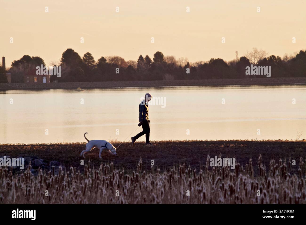 Un singolo lady cammina il suo grande cane bianco lungo la sponda di un lago nella luce del mattino. Foto Stock