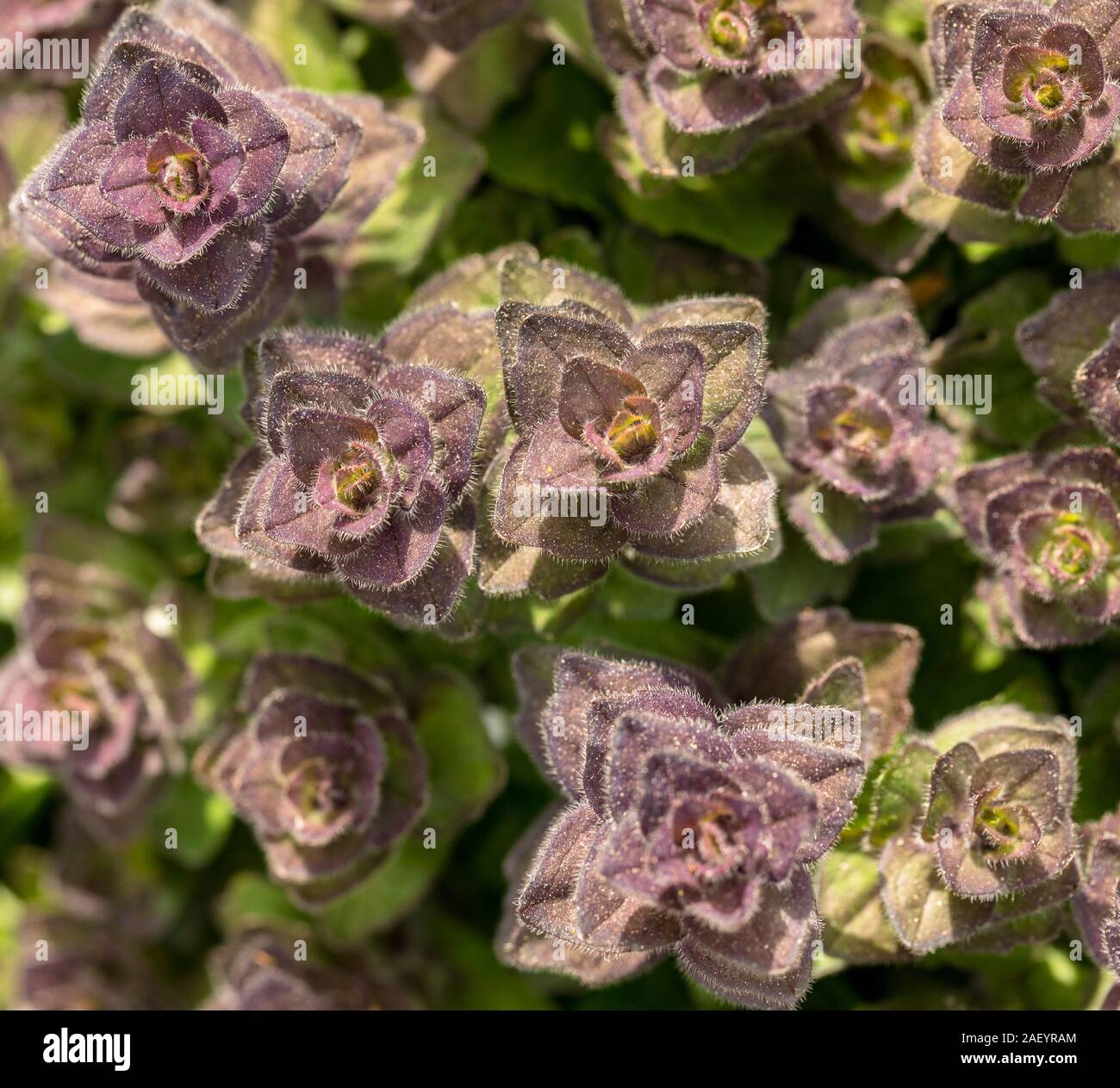 Piramidale Bugle - Ajuga pyramidalis - selvaggio fiore visto da sopra Foto Stock