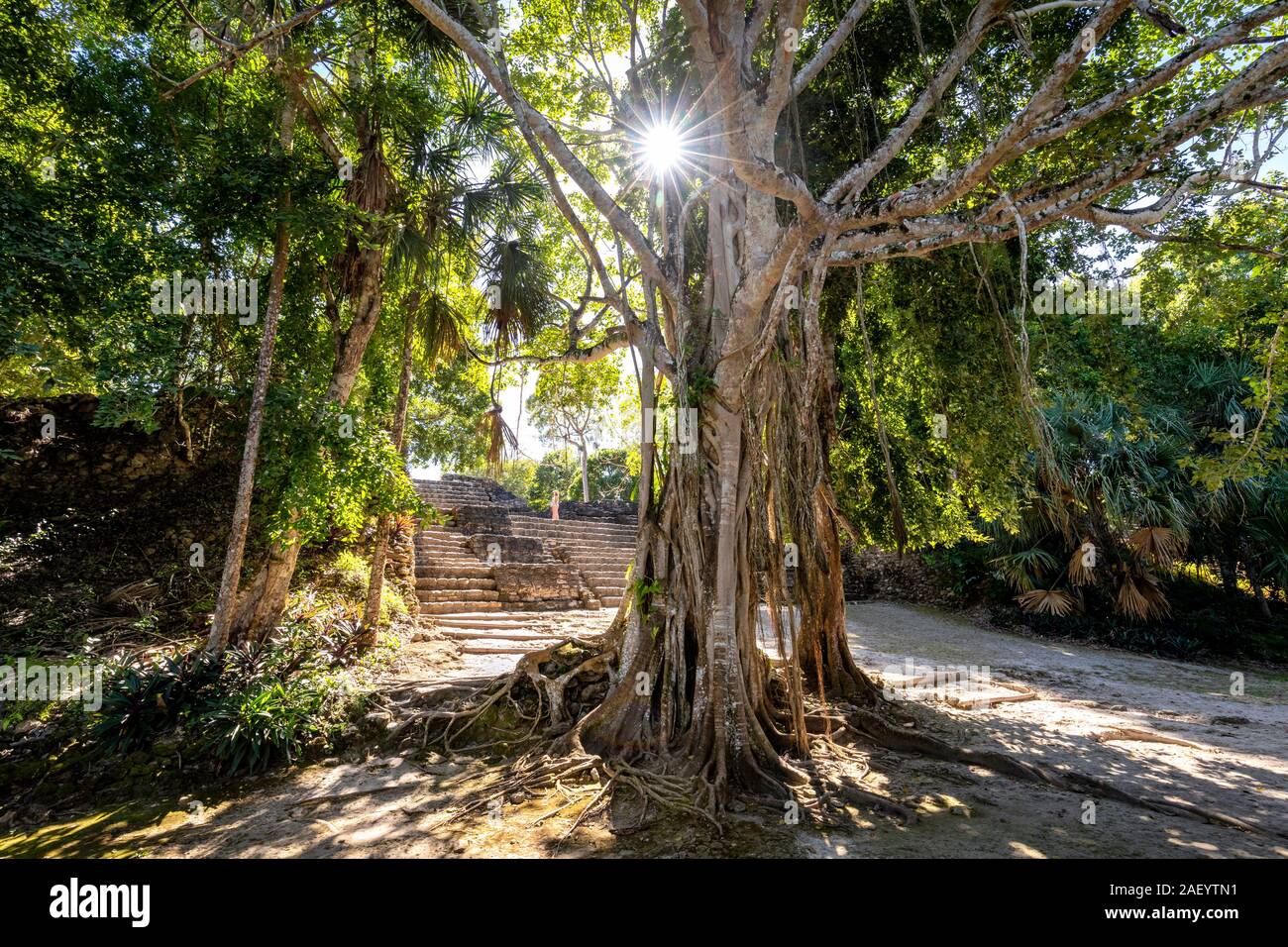 Le rovine maya di Chaacchoben in Quintana Roo, Messico. Foto Stock