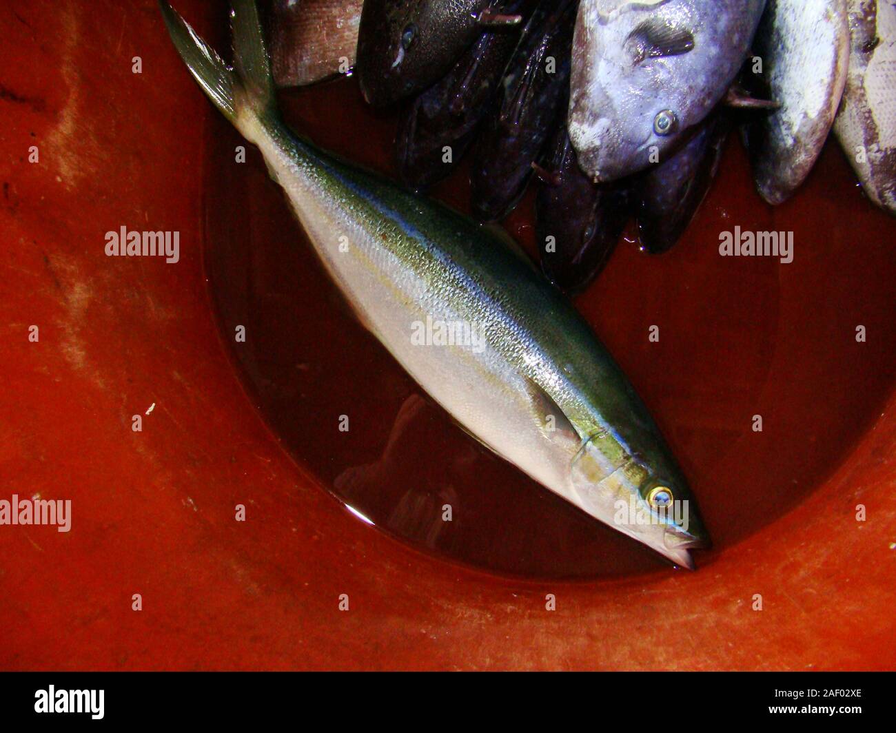 Appena catturati i capretti Limanda Seriola lalandi per la vendita ad un pesce di stallo in Mindoro island, Filippine Foto Stock