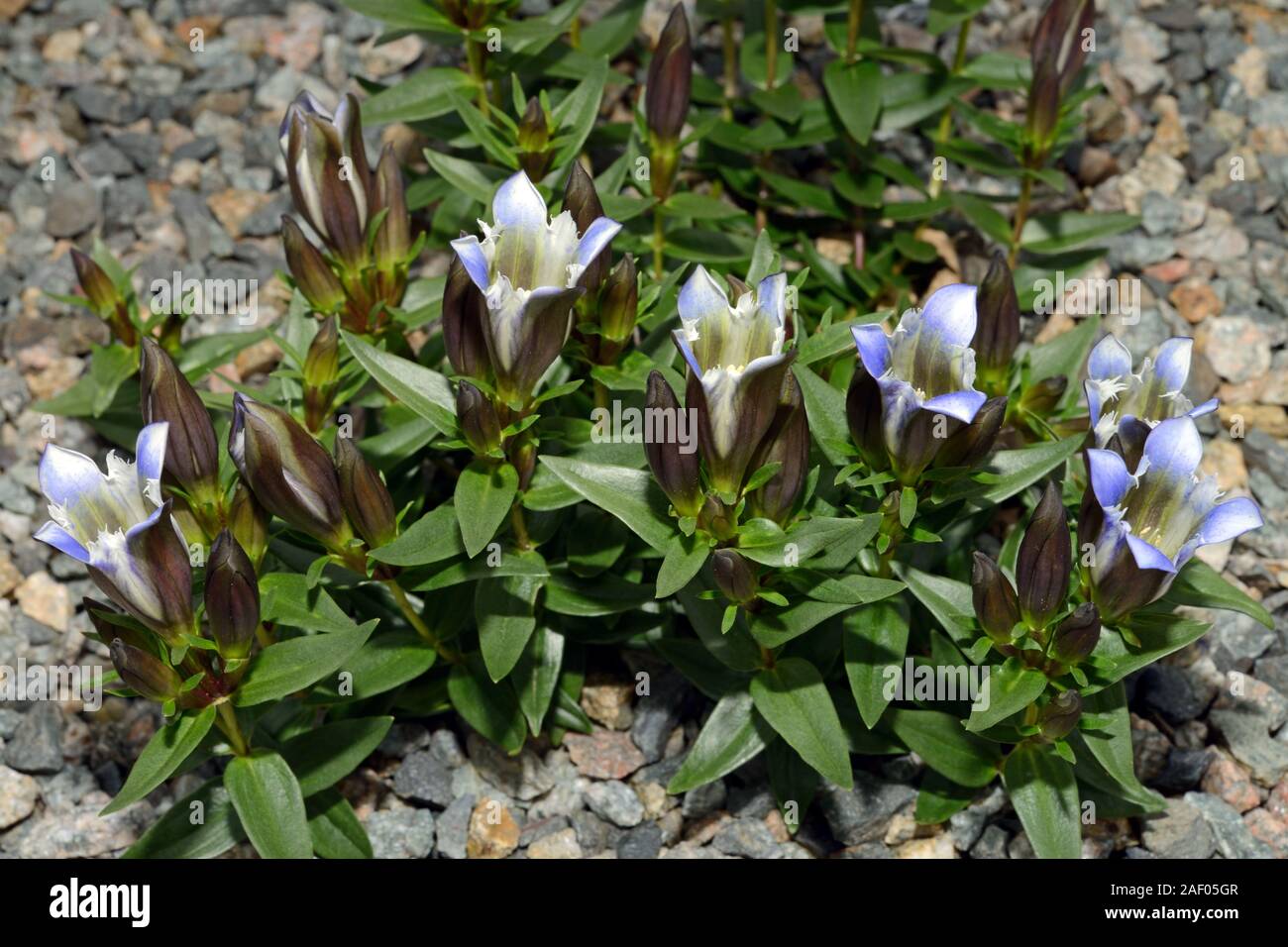 Gentiana septemfida (crested genziana) è nativo per il Caucaso e la Turchia dove si richiede, ricco suolo umido in pieno sole. Foto Stock