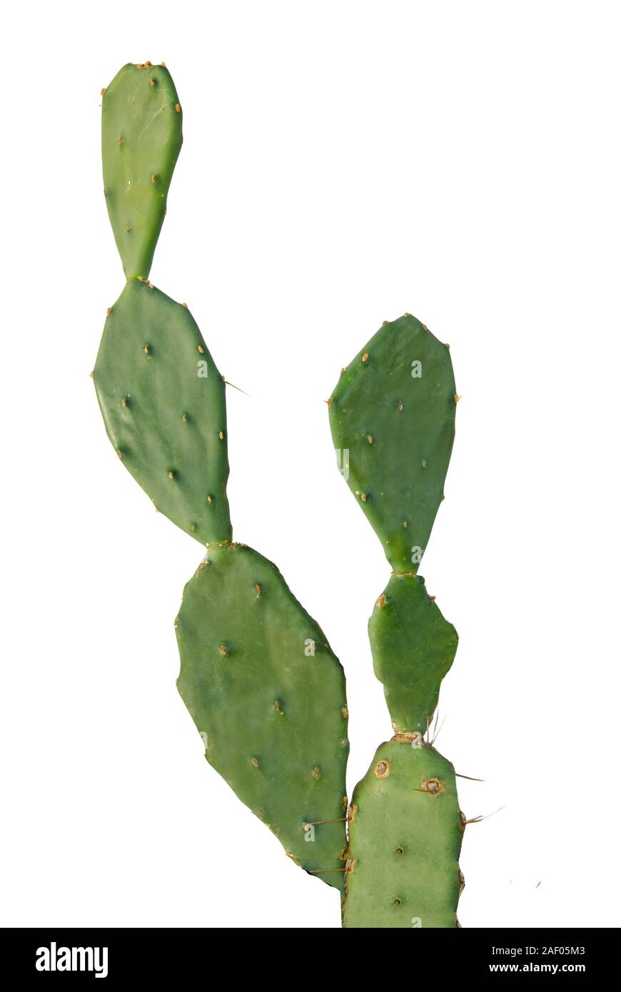 Cactus isolato su sfondo bianco Foto Stock