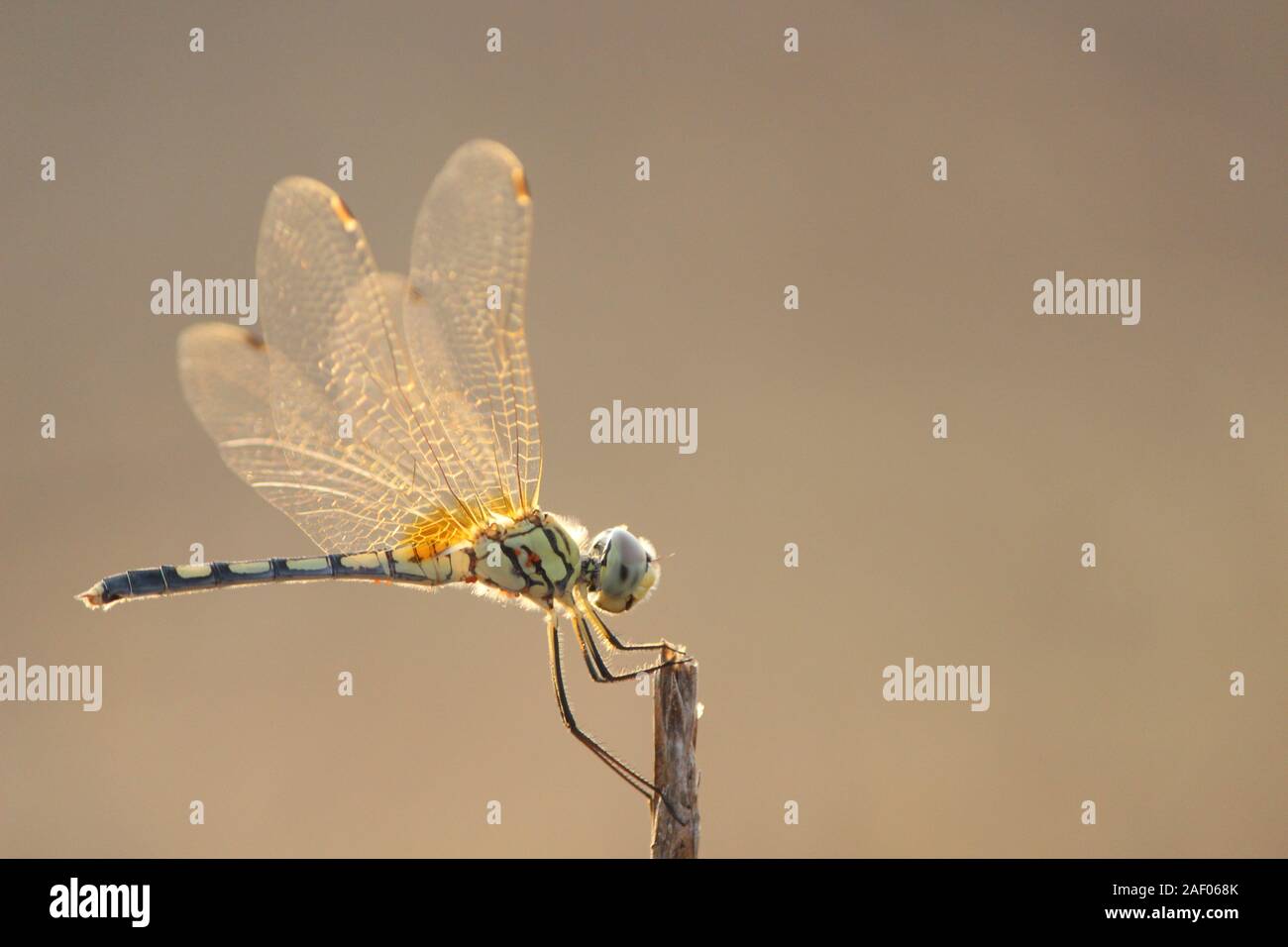 Dragonfly coda verde Orange Wings sulla punta di un ramo Foto Stock