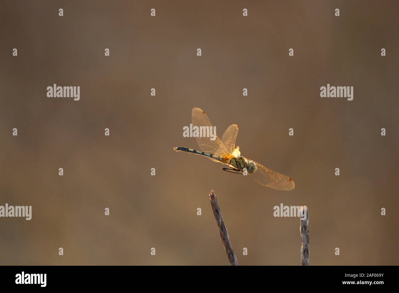 Libellula verde arancione di coda ali battenti Foto Stock