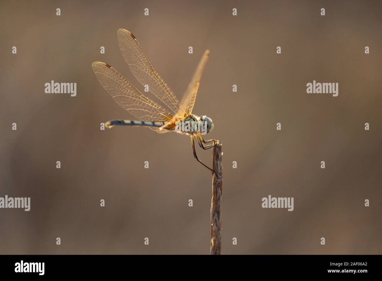 Dragonfly coda verde Orange Wings sulla punta di un ramo Foto Stock