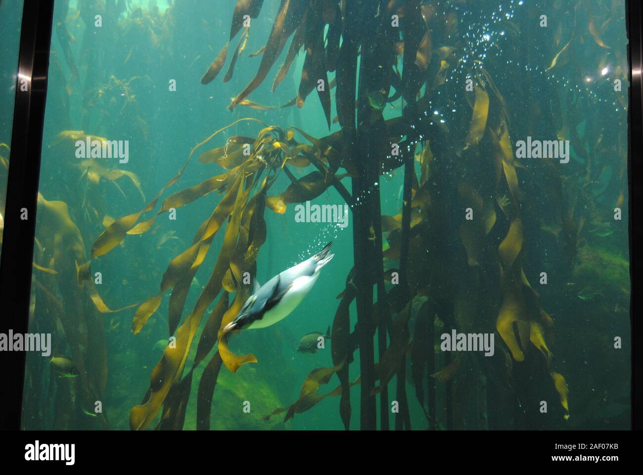 Rock Hopper Penguin (Eudyptes chrysocome) nuota sott'acqua Foto Stock