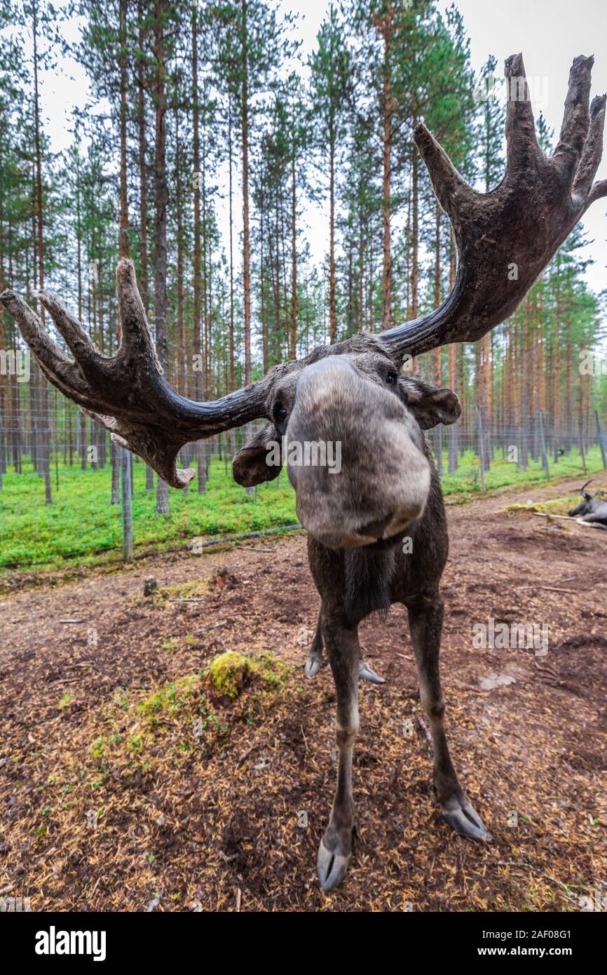 Adulto Wild Moose con enormi corna pascolando vicino a Kiruna (Svezia). Foto Stock