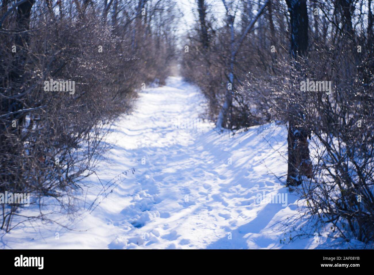 Inverno foresta con una strada innevata. Alberi e rami ricoperti di ghiaccio. Sunny frosty giorno. Foto Stock