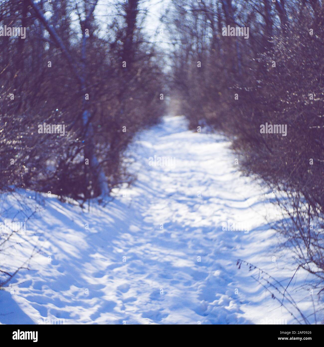 Inverno foresta con una strada innevata nella soleggiata frosty giorno. Foto Stock