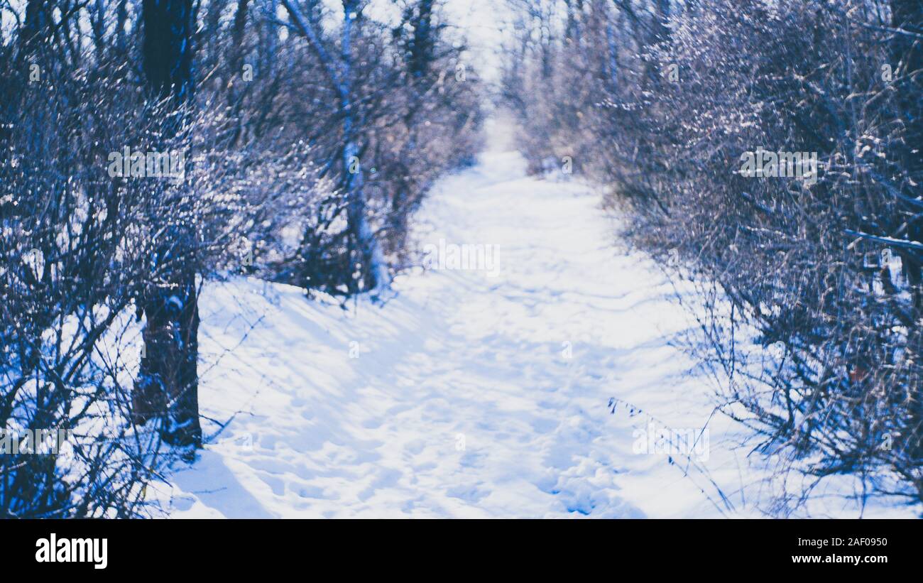 Inverno foresta con una strada innevata. Foto Stock