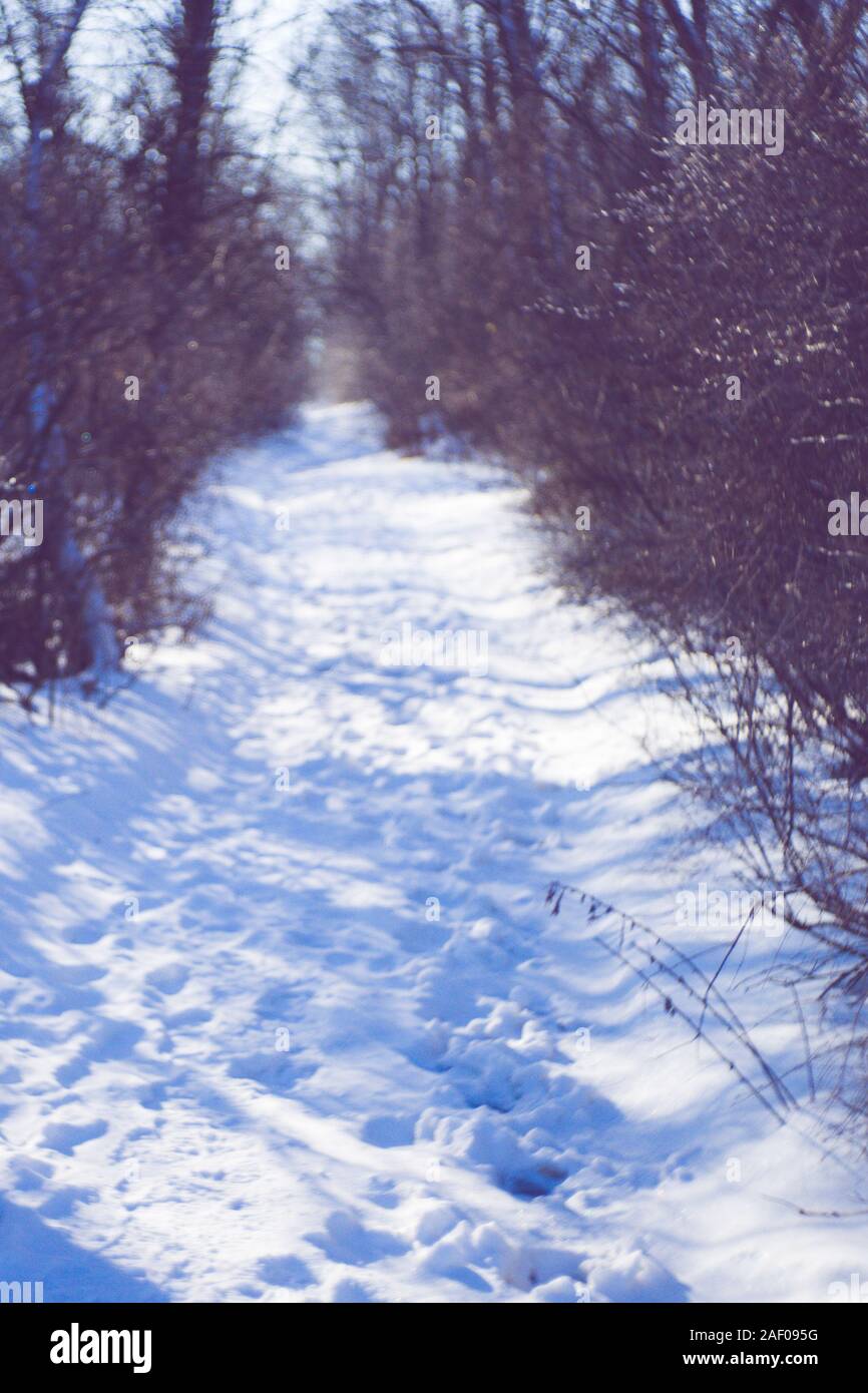 Inverno foresta con una strada innevata, alberi e rami nel ghiaccio. Foto Stock