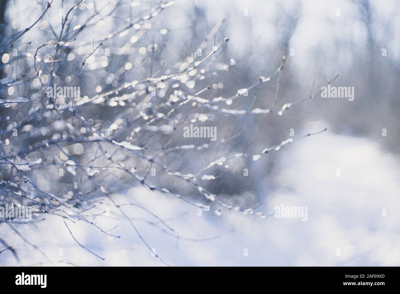 Inverno boschi innevati, rami con ghiaccio, foto sfocata. Foto Stock