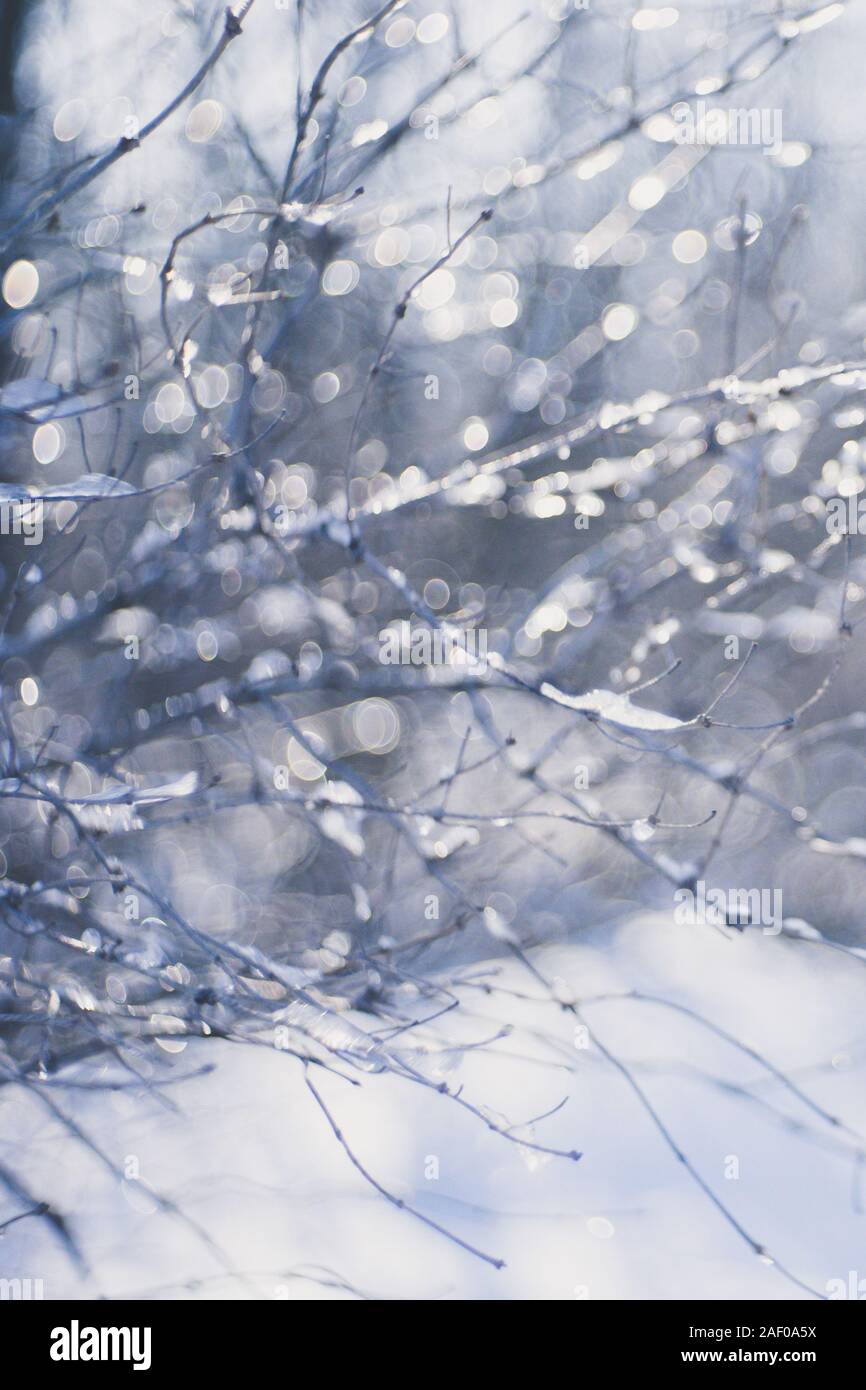 Sfocato winter card, rami di alberi con ghiaccio closeup. Foto Stock