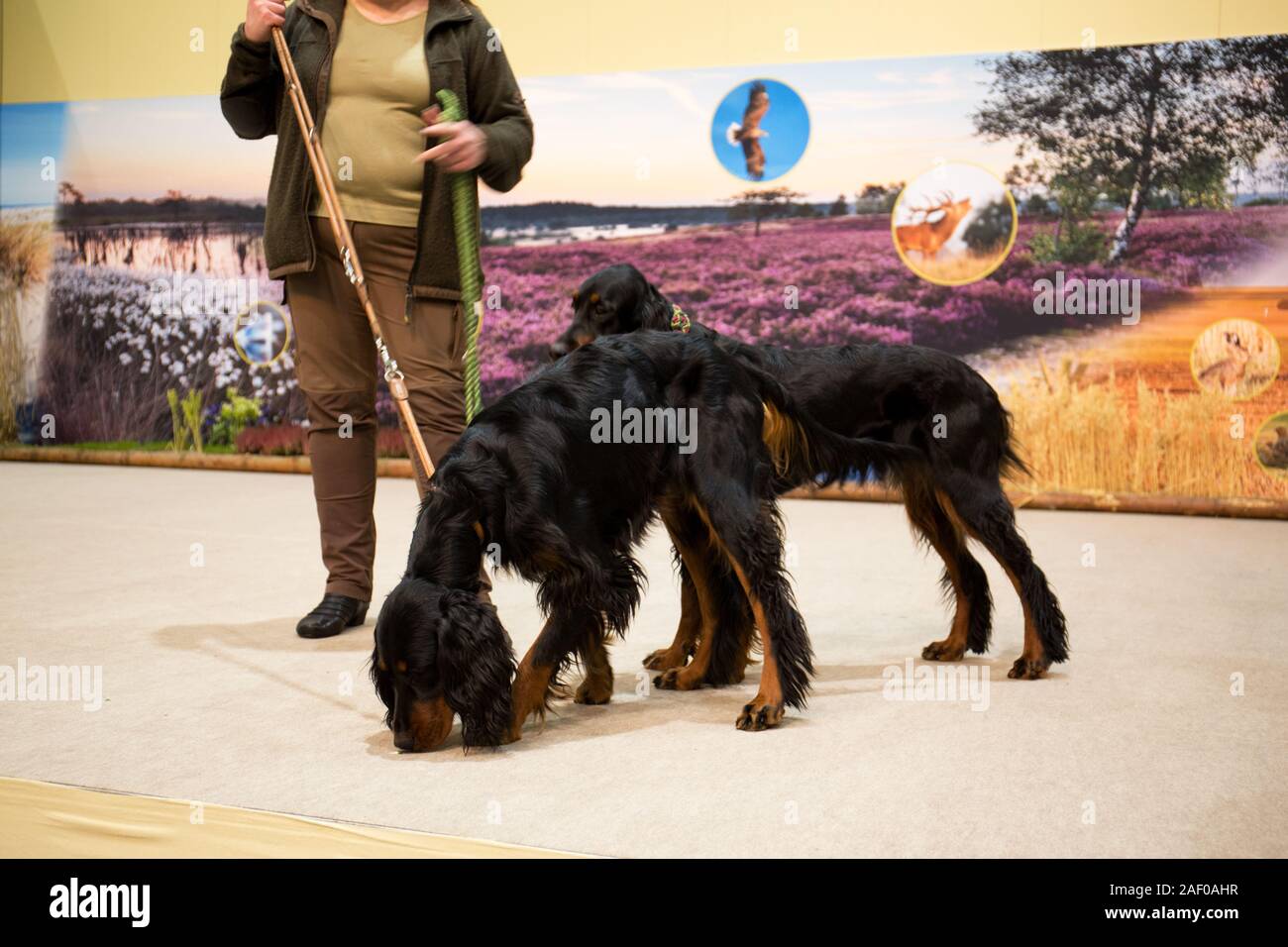 Impressioni di hunt fiera di Hannover bassa Sassonia Germania il 6 dicembre 2019 Foto Stock